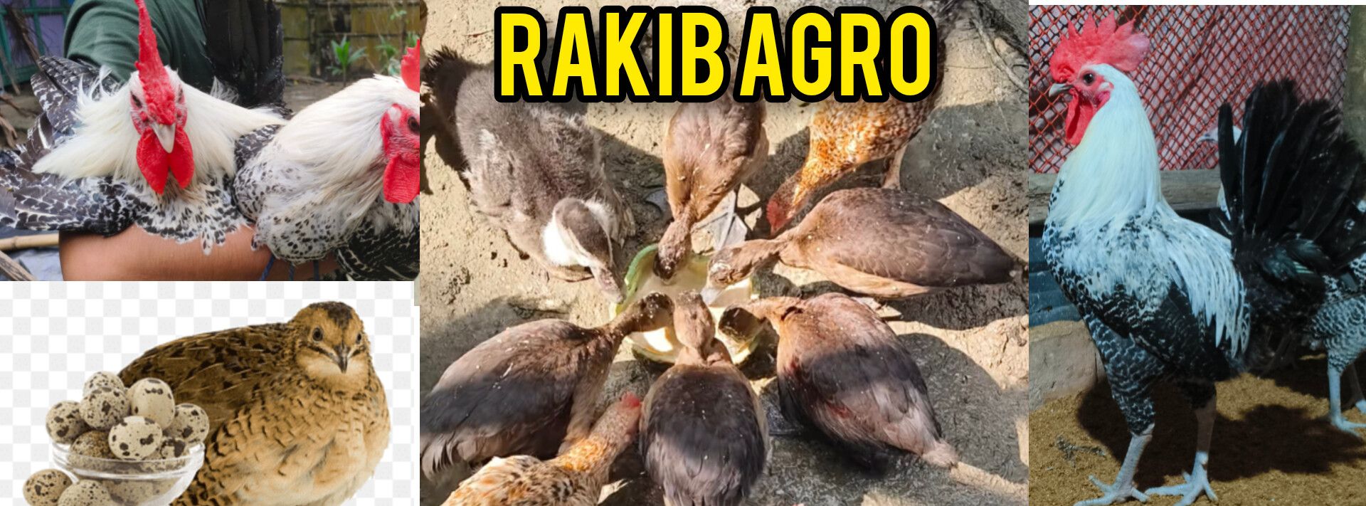 RAKIB AGRO