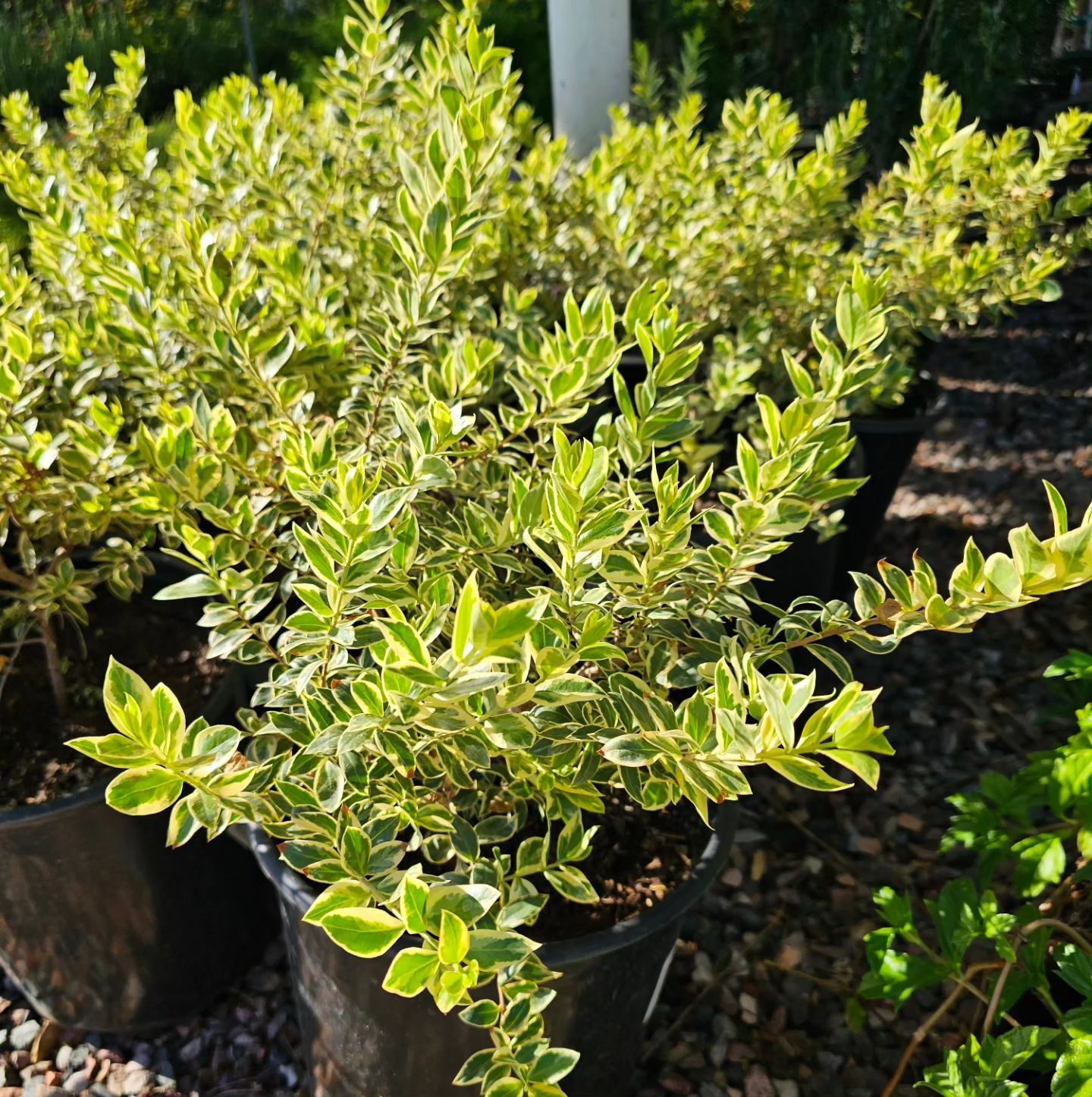 Variegated Roman Myrtles are a unique... - Treeland Nurseries