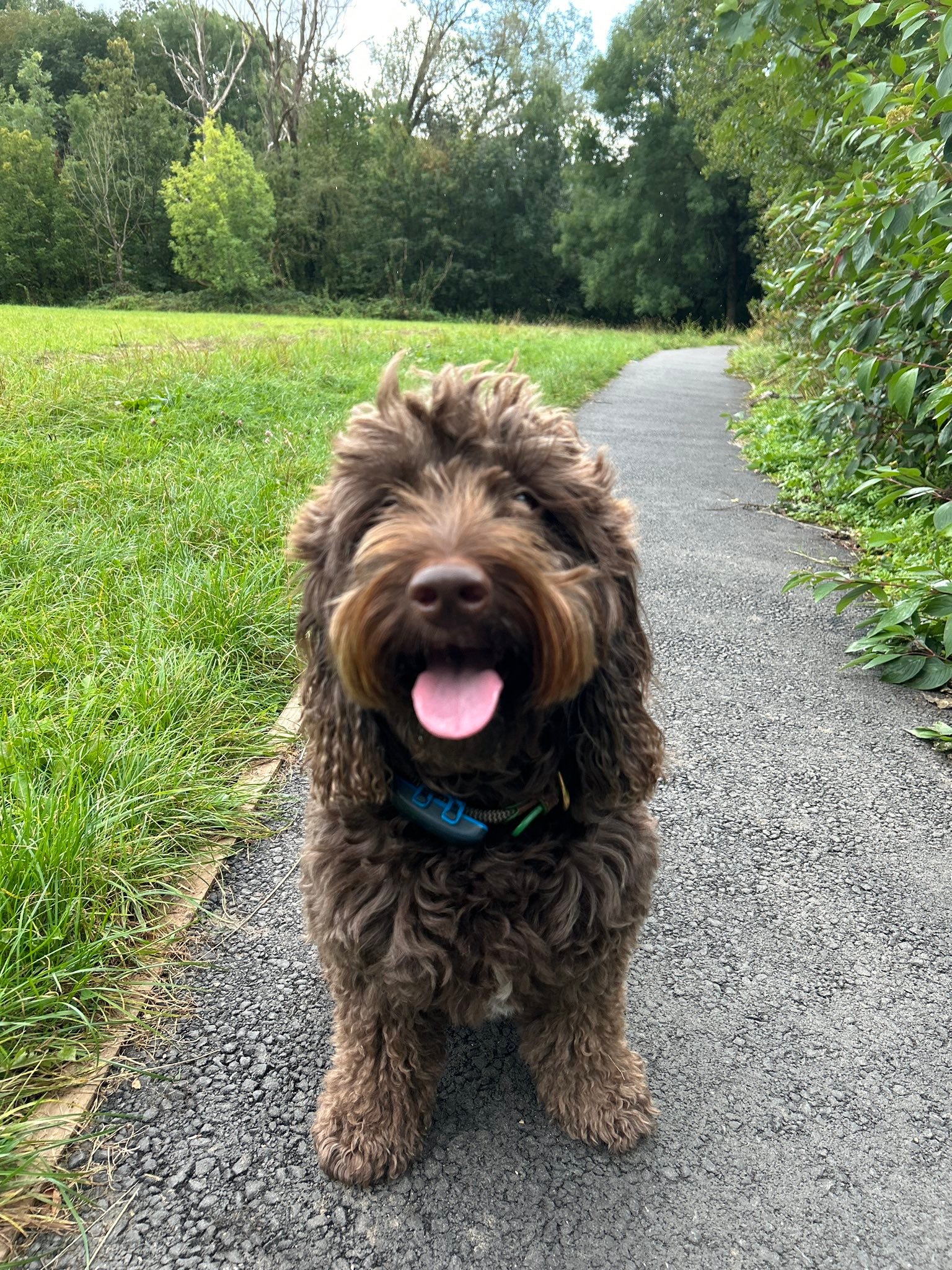 The Cockapoo Crew added a new photo. - The Cockapoo Crew