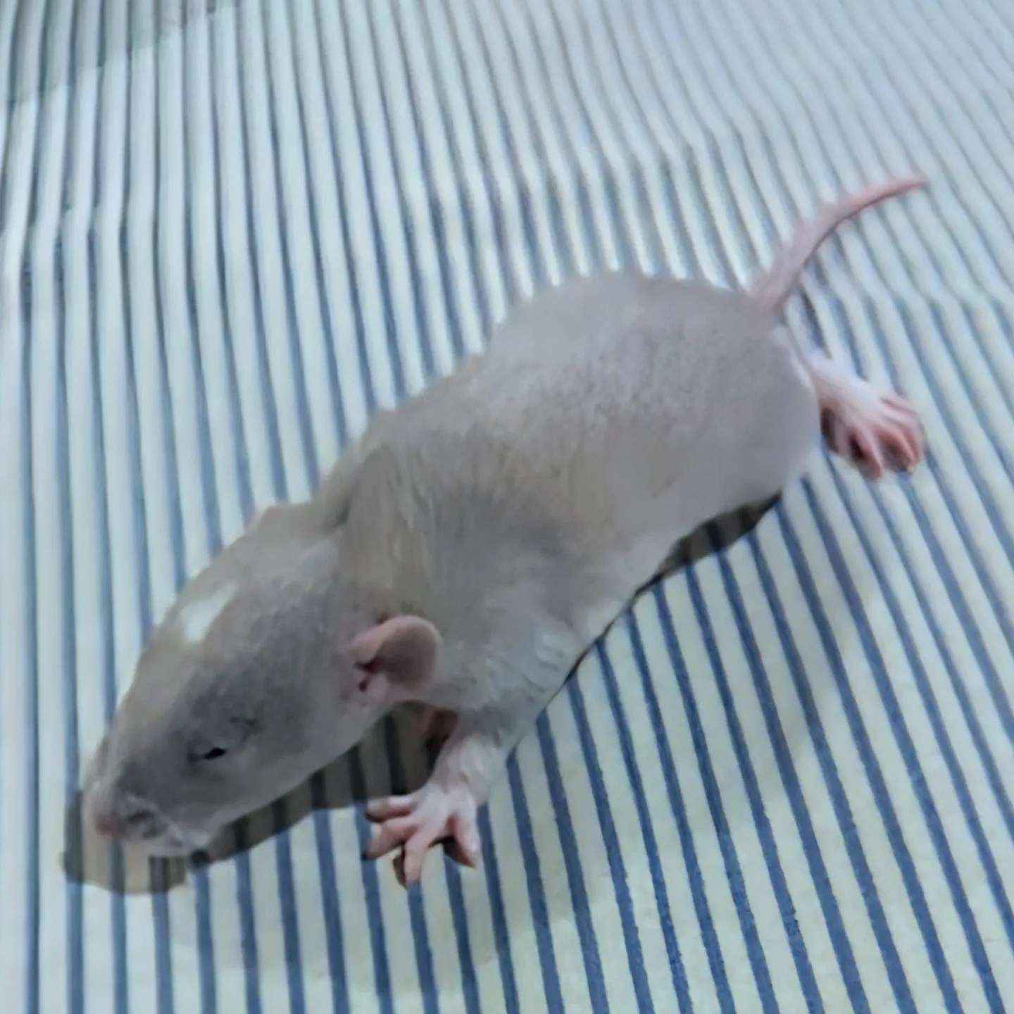 Buckingham Blue Rattery | Cleveland OH