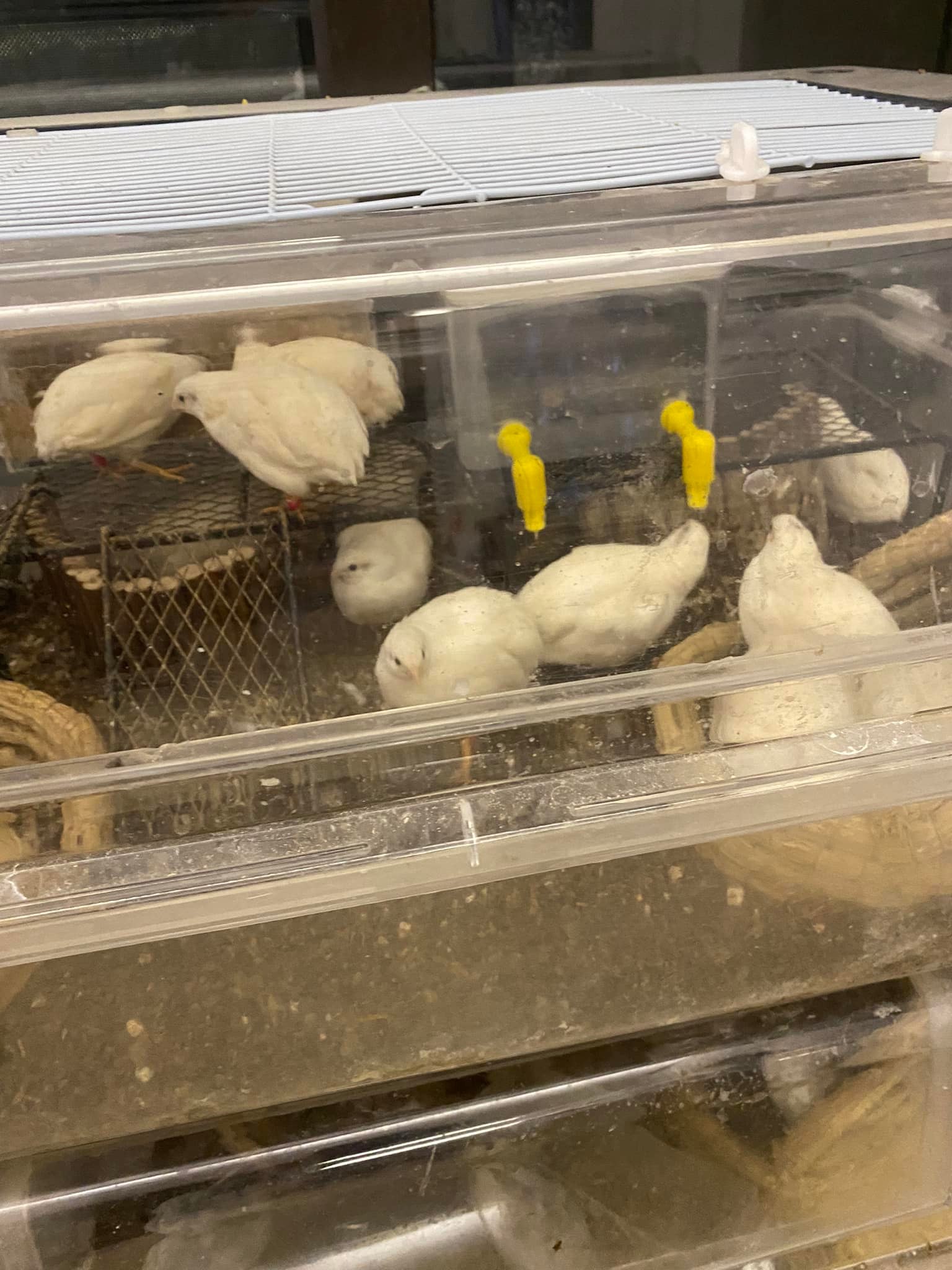 錵鑶居家料理小教室 - 有點餓 又有點冷 連走到便利商店都不想😂 想把前2天打包的鴨架子肉剝一剝炒飯...