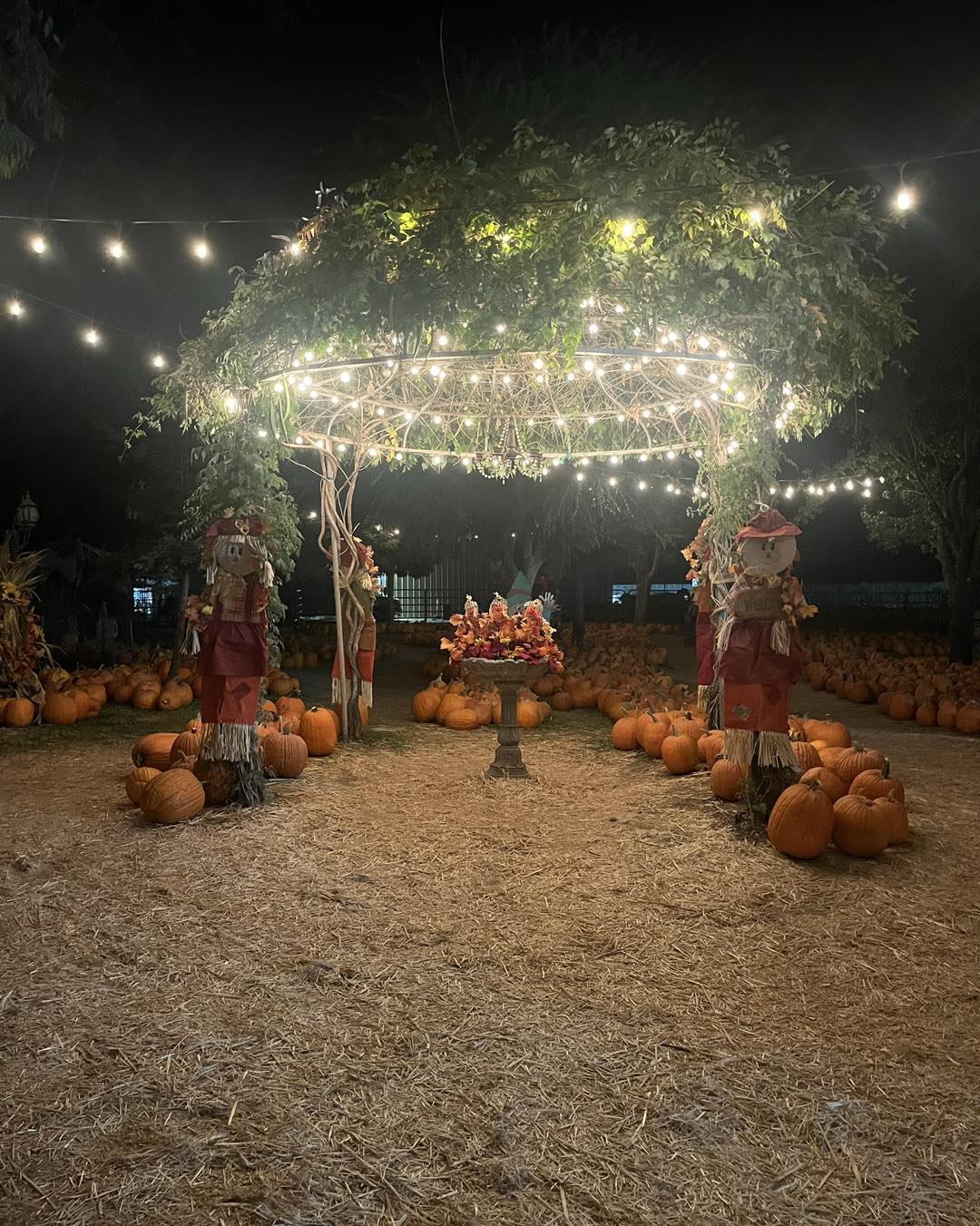 There’s just something... - Banducci's Family Pumpkin Patch | Facebook