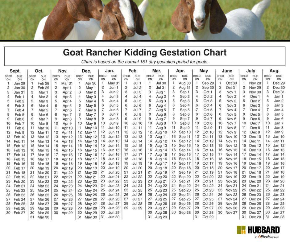 🐐 Planning on breeding goats soon? 🐐... - Frontier Ag Inc.