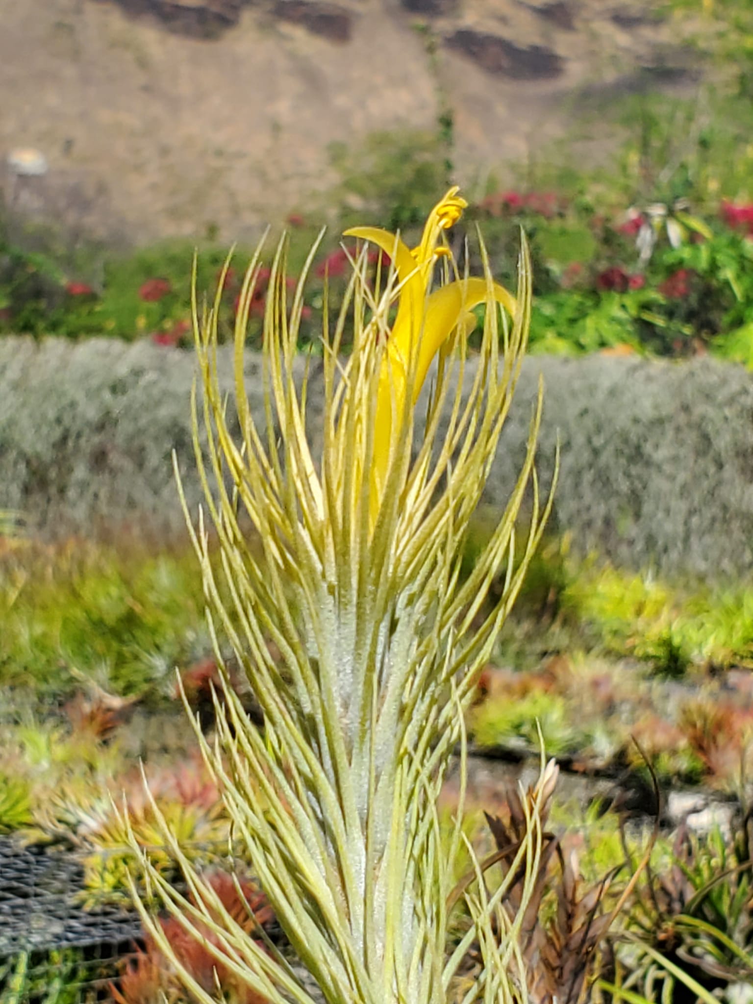 Discovering Tillandsia Domingo's Funckiana air plant