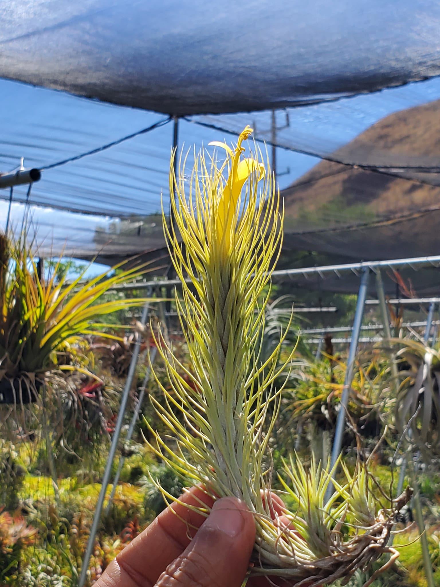 Discovering Tillandsia Domingo's Funckiana air plant