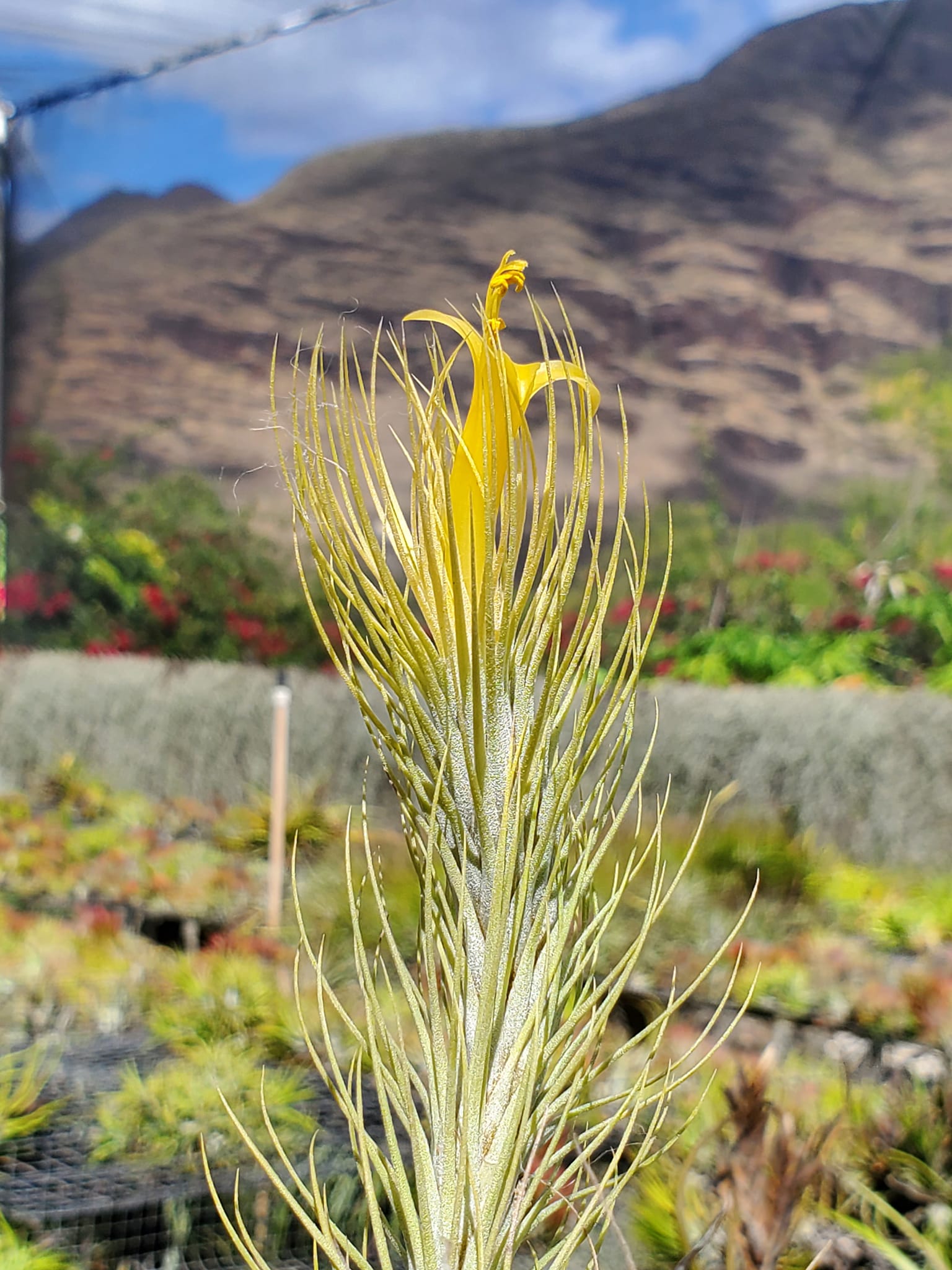 Tillandsia Domingo's Funckiana. One of my favorites.