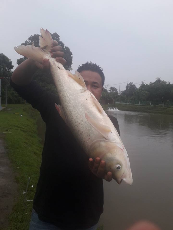 Seting Ikan Tongsan Umpan Terbang Fishing Team Utft Facebook
