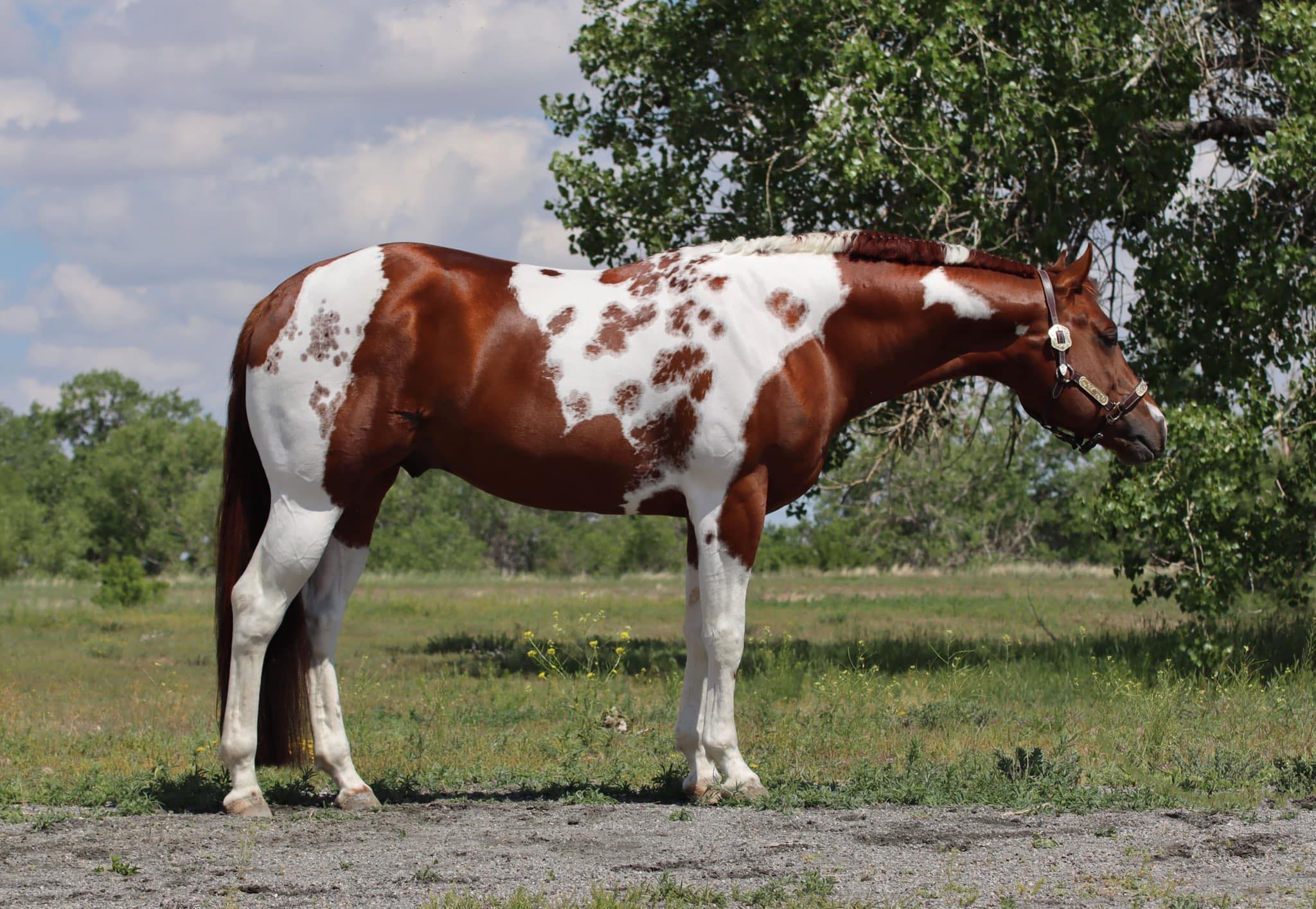 GolDun... - GolDun Ridge Ranch - Foundation Quarter Horses