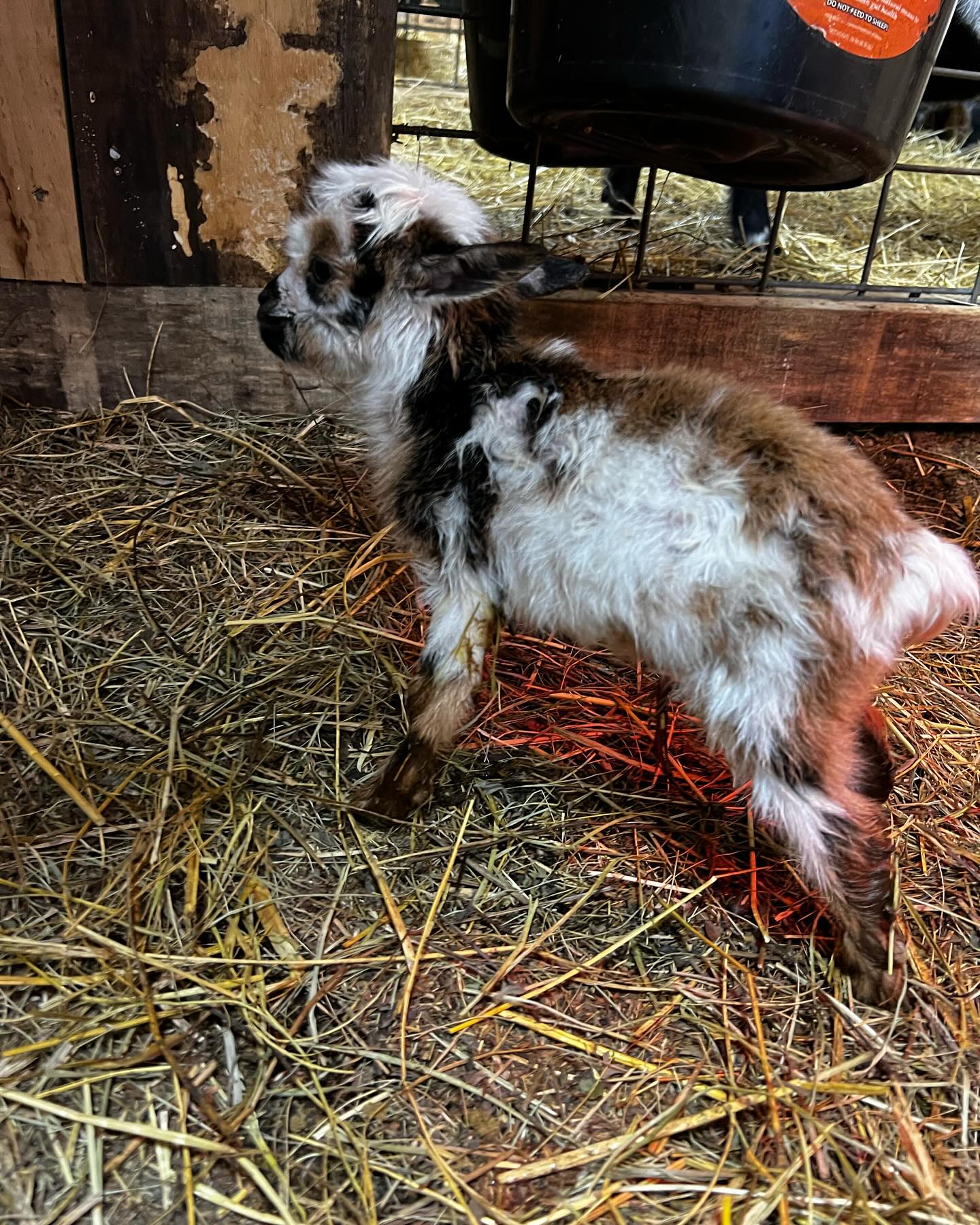 Hawk Ridge Farm