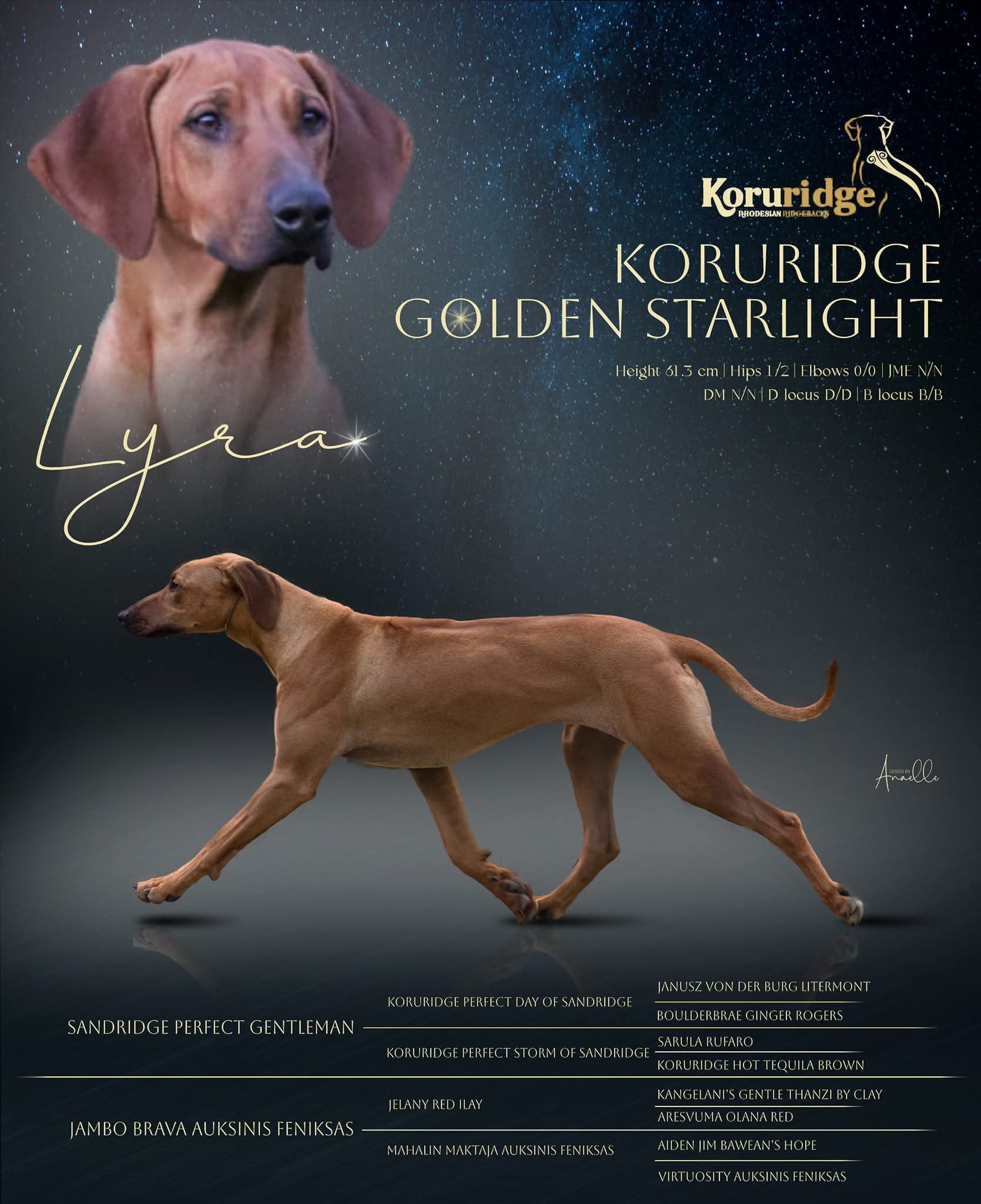 Koruridge Rhodesian Ridgebacks & Siberian Huskies | Tauranga