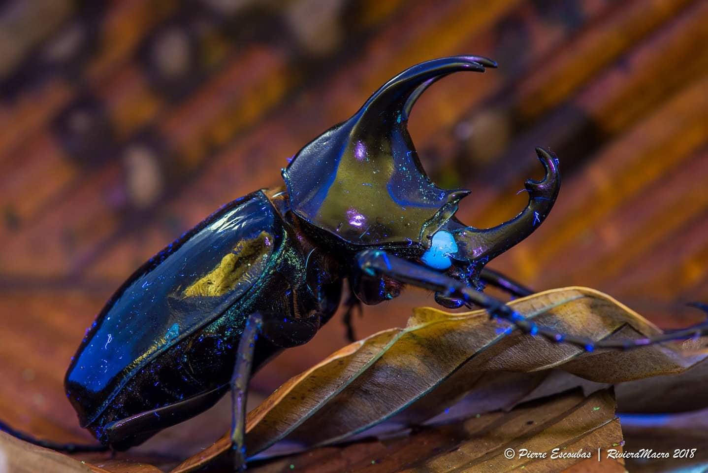 Taxon Expeditions - When an insect is named after one of the world's ...