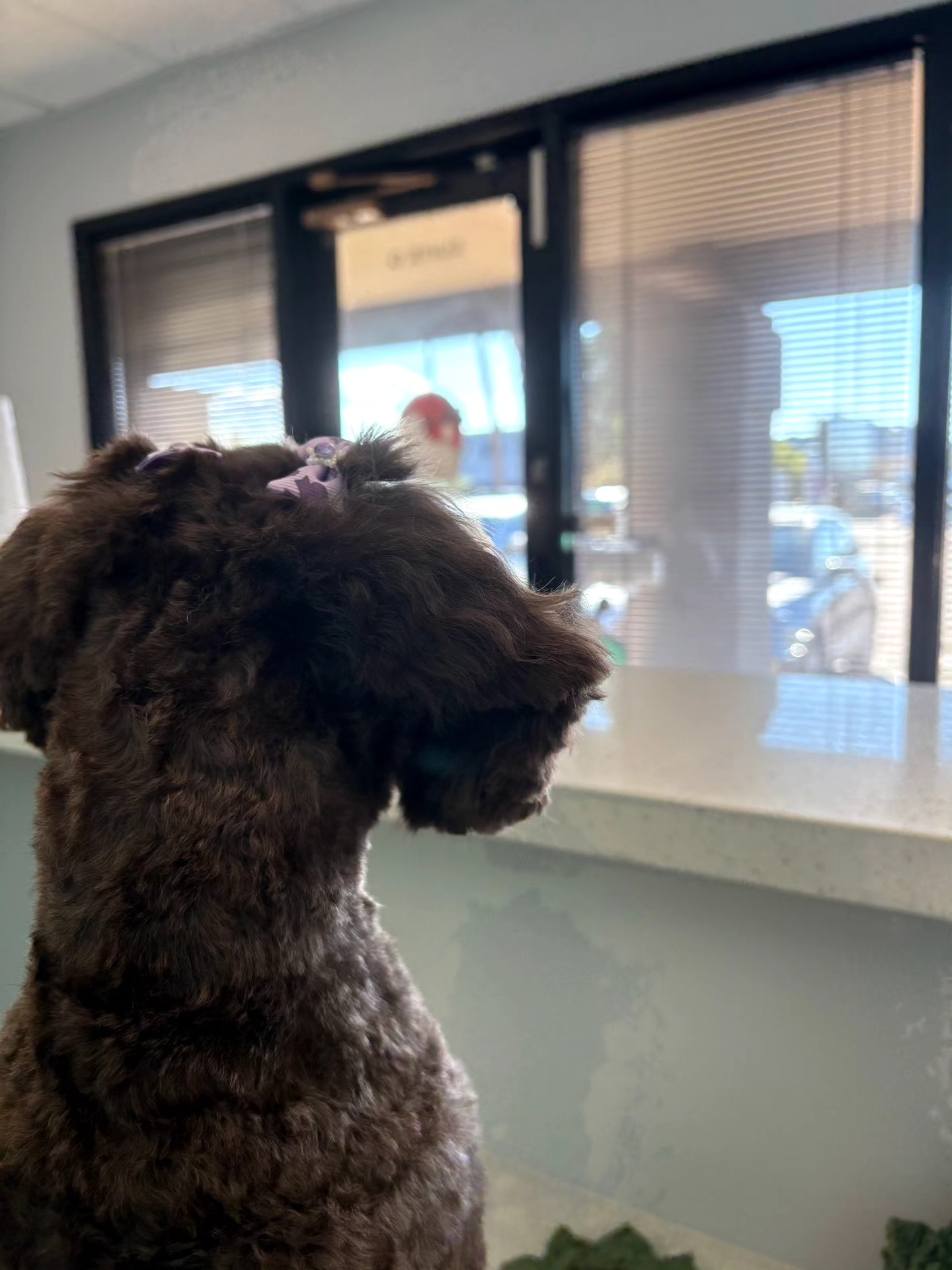 Oasis Pet Grooming | Phoenix AZ
