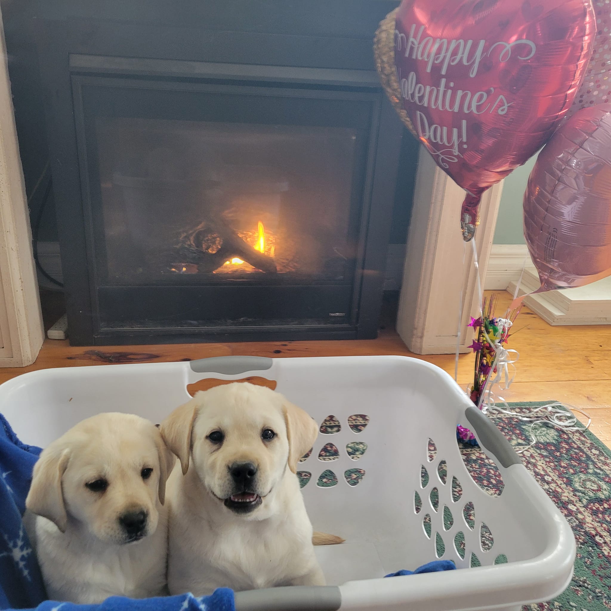 Two little girls are looking to... - Littlebrook Labradors