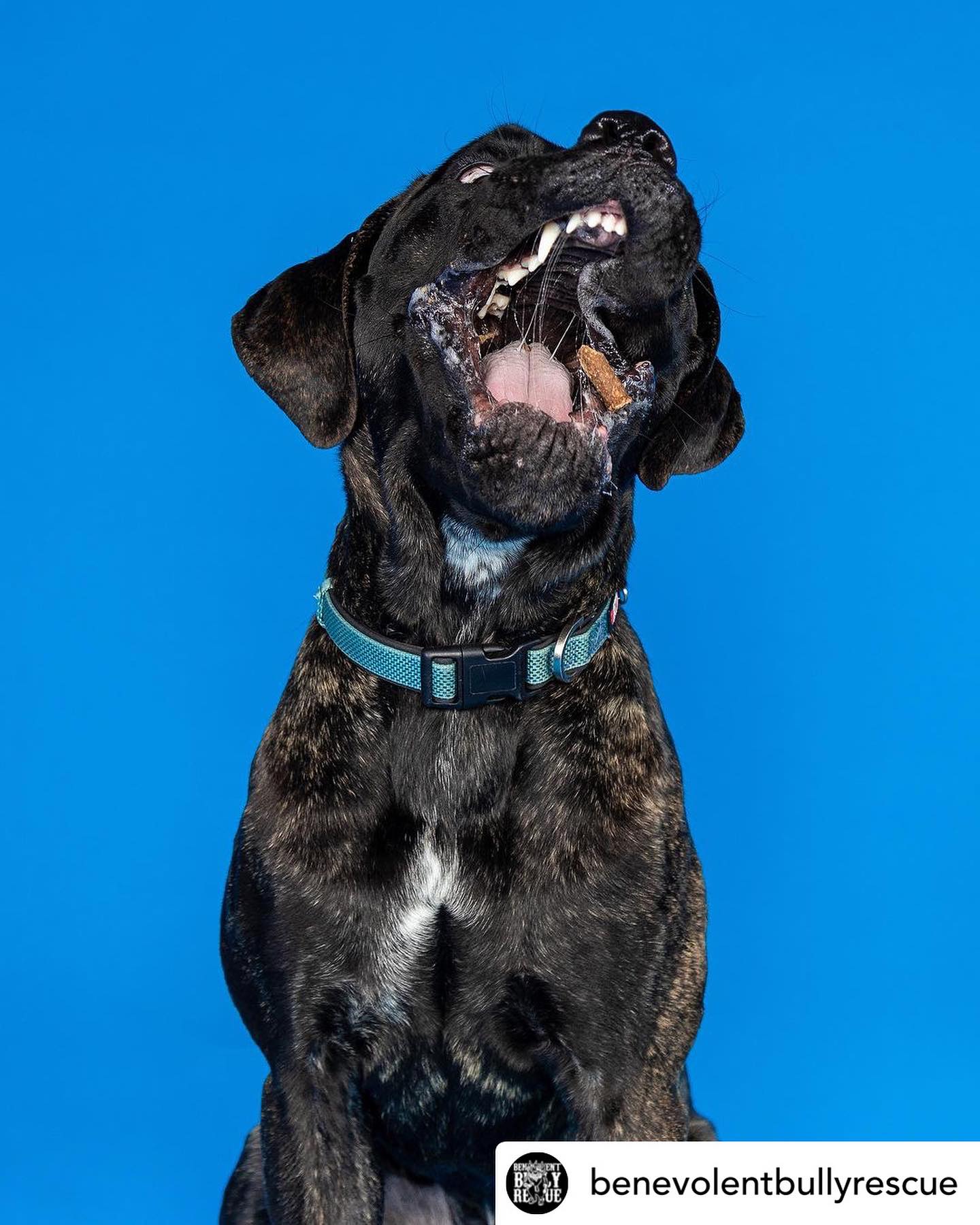 Benevolent Bully Rescue added a... - Benevolent Bully Rescue