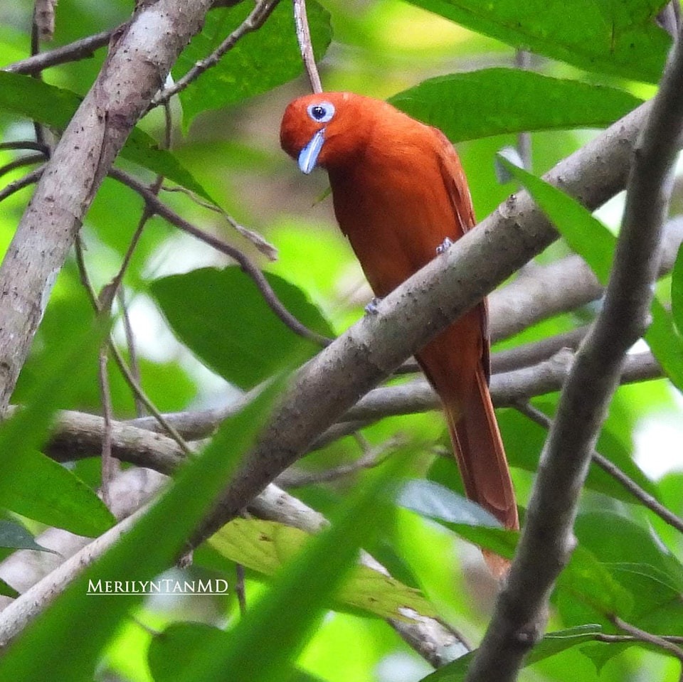 a docuvideo calls of Cagayan Malkoha(cagayanensis) a subspecies of Red ...