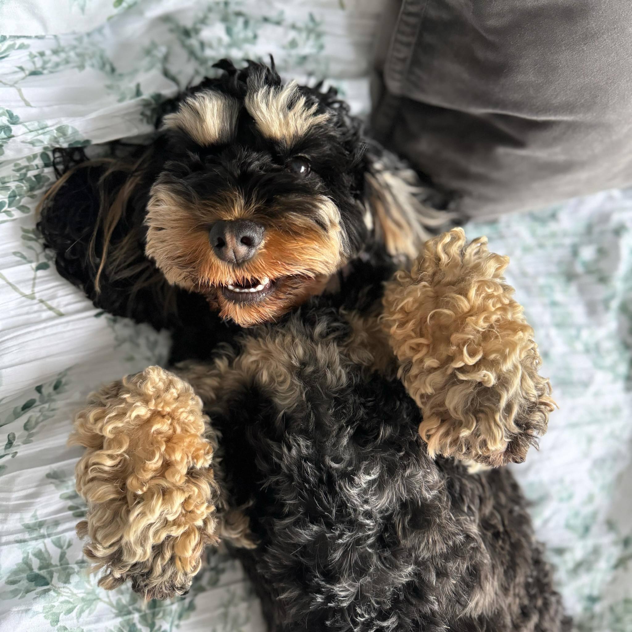 Cockapoo Owners | Cutiepie! 😎💕 | Facebook