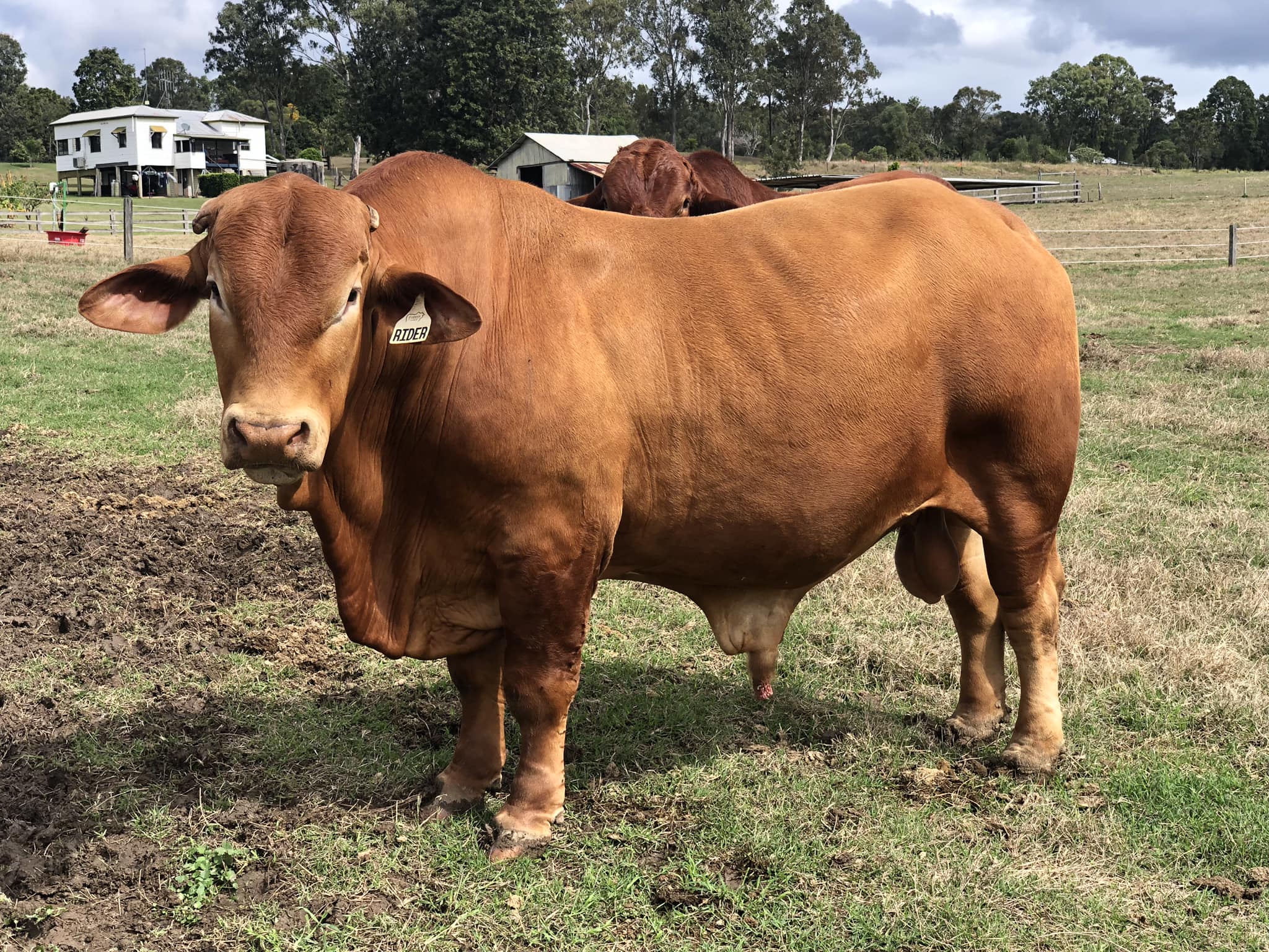 Fortrus Pastoral Pty Ltd | Bells Bridge QLD