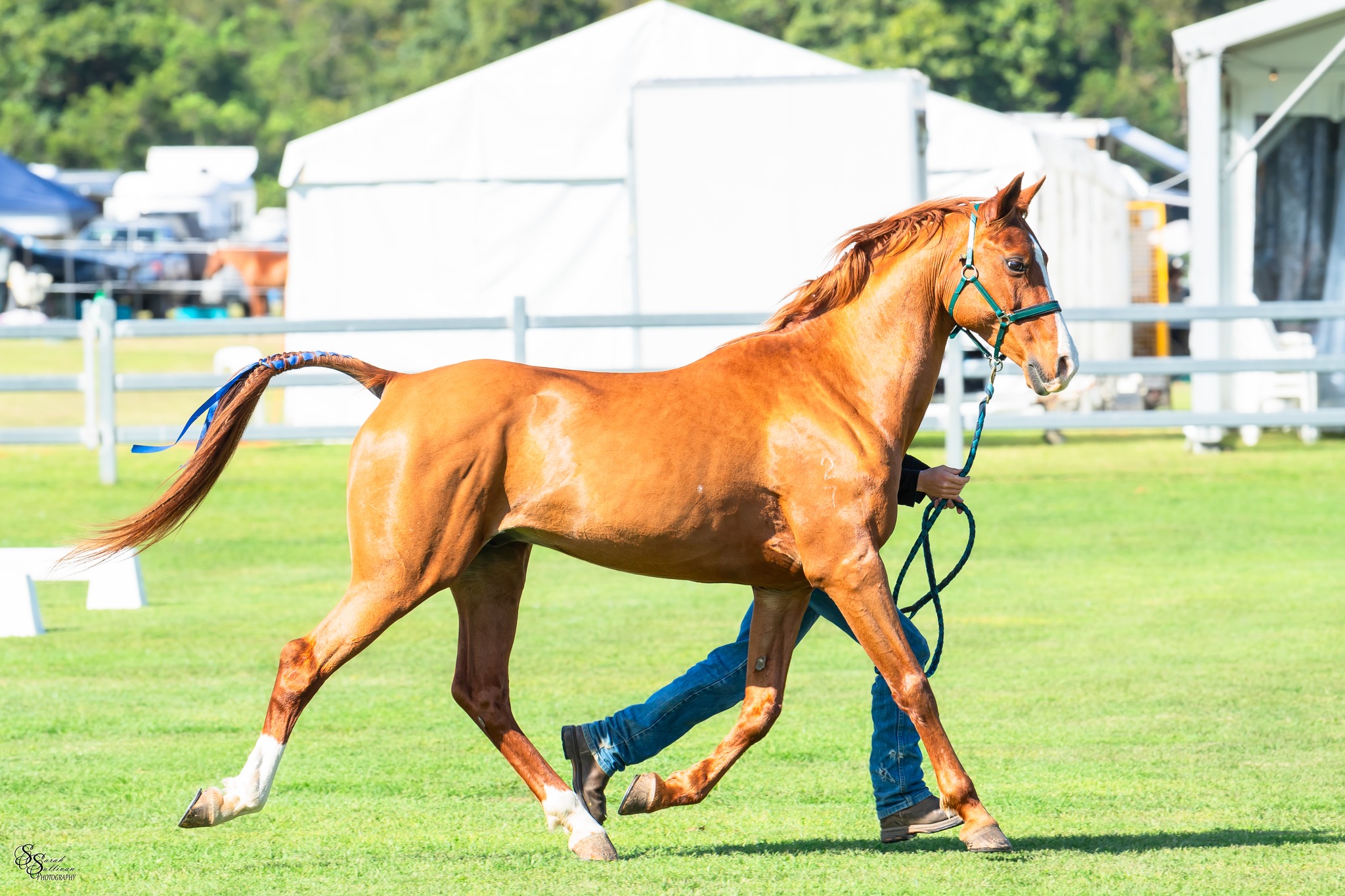 Bullio Rogue One Sire:... - Inverlocky Performance Horses | Facebook