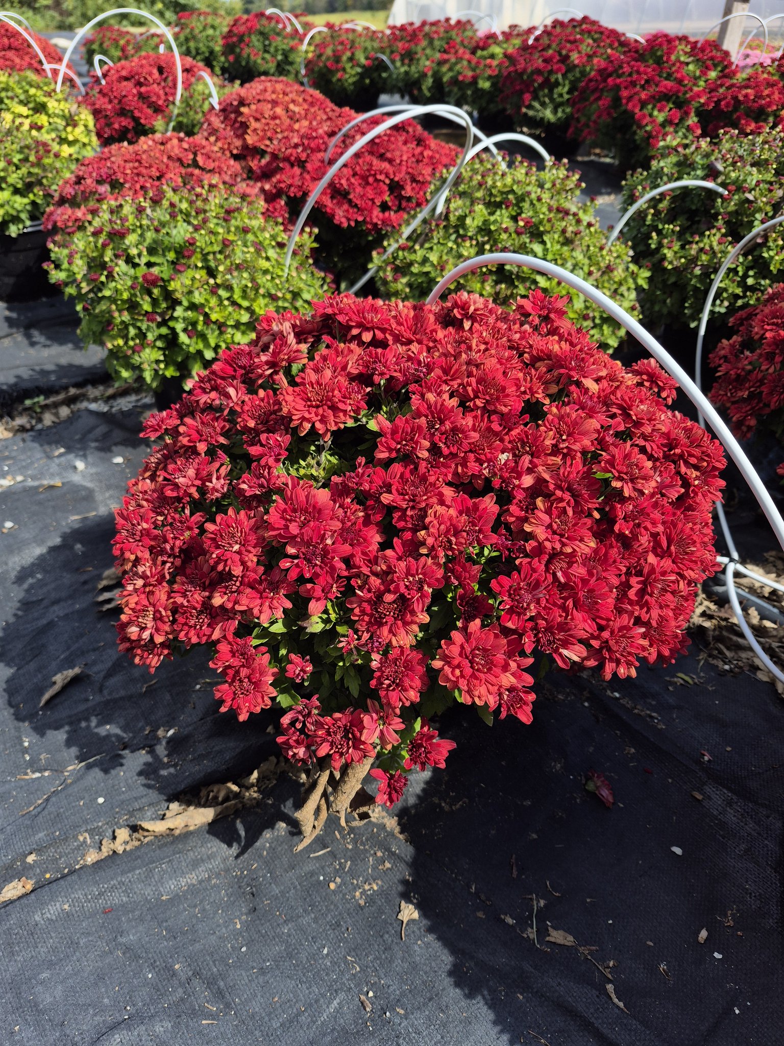 Houser's Produce Farm | Sharpsburg MD