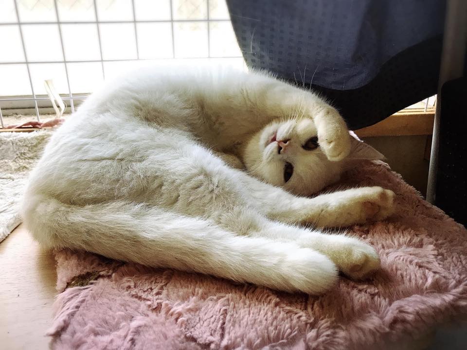 みんなのねこ倶楽部 | Facebook