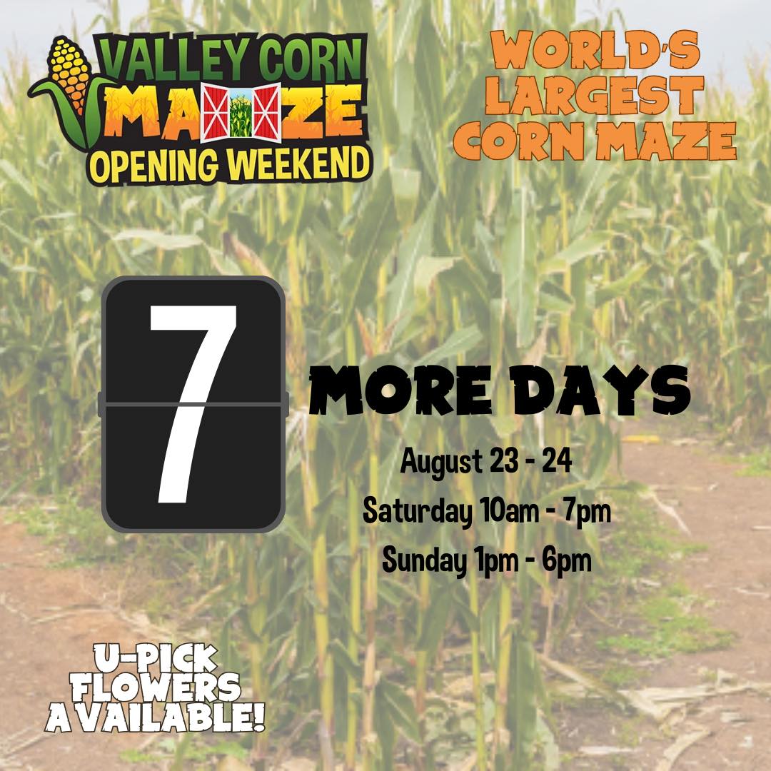 Valley - The countdown is on! In just 7 days Valley Corn Maize opens ...