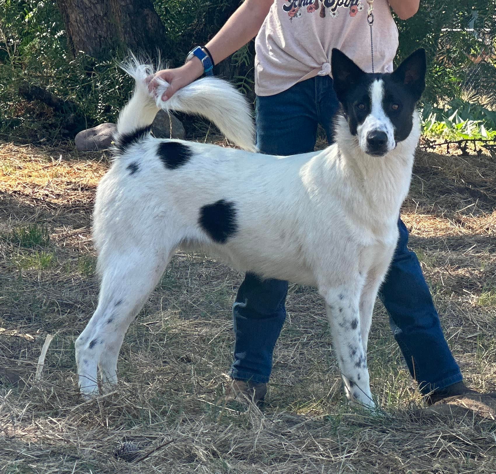 Black Canaan Dog