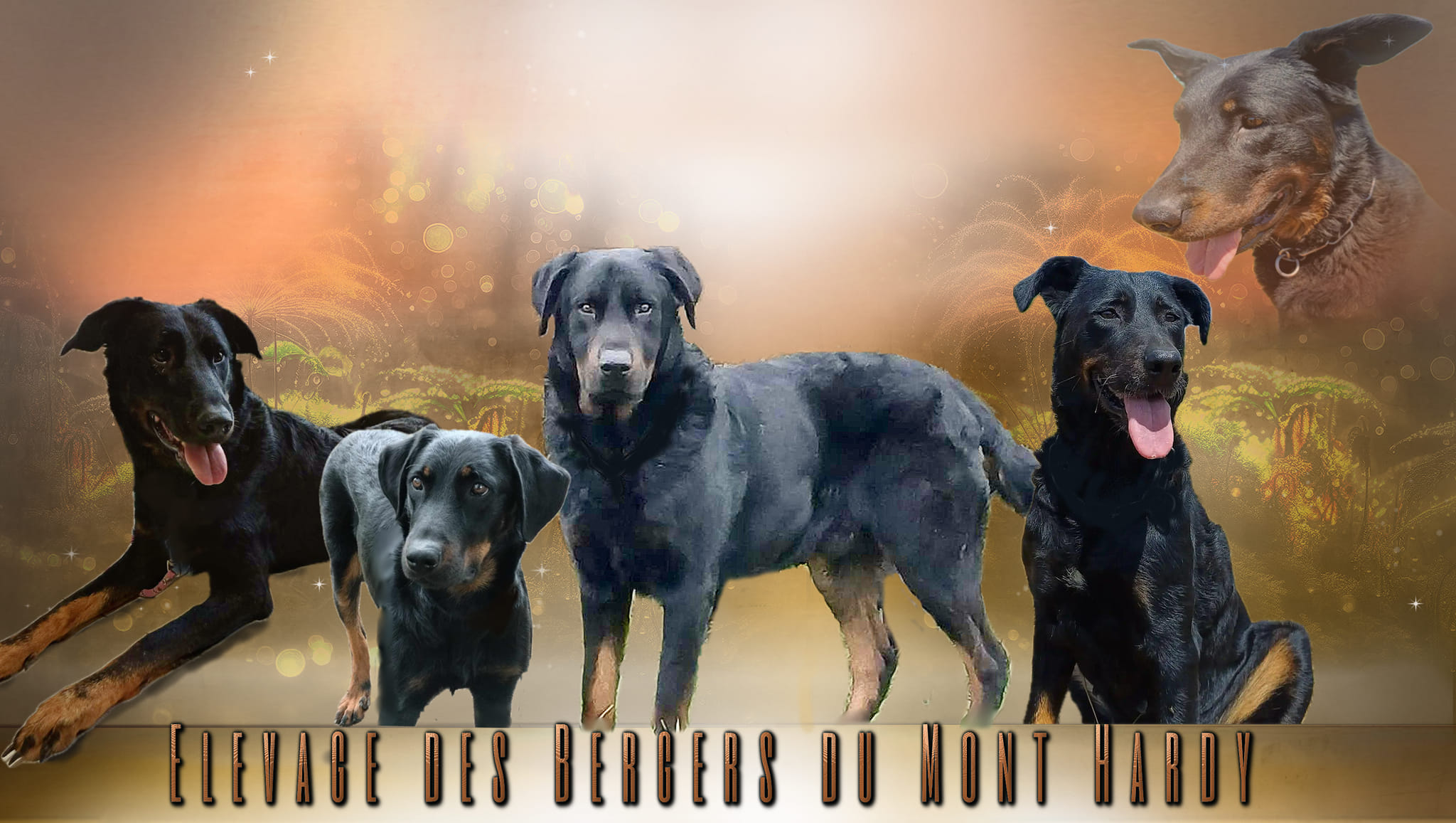 Skał beauceron, berger de beauce, bas rouge & Vulcanite bergère ...