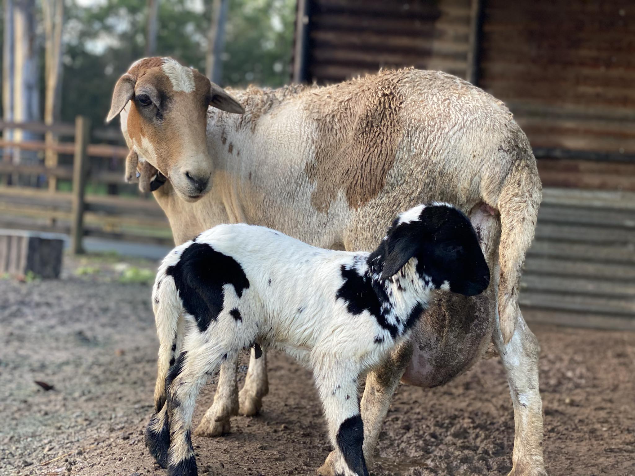 🌟🐣 Meet our adorable Easter addition!... - White Ridge Farm