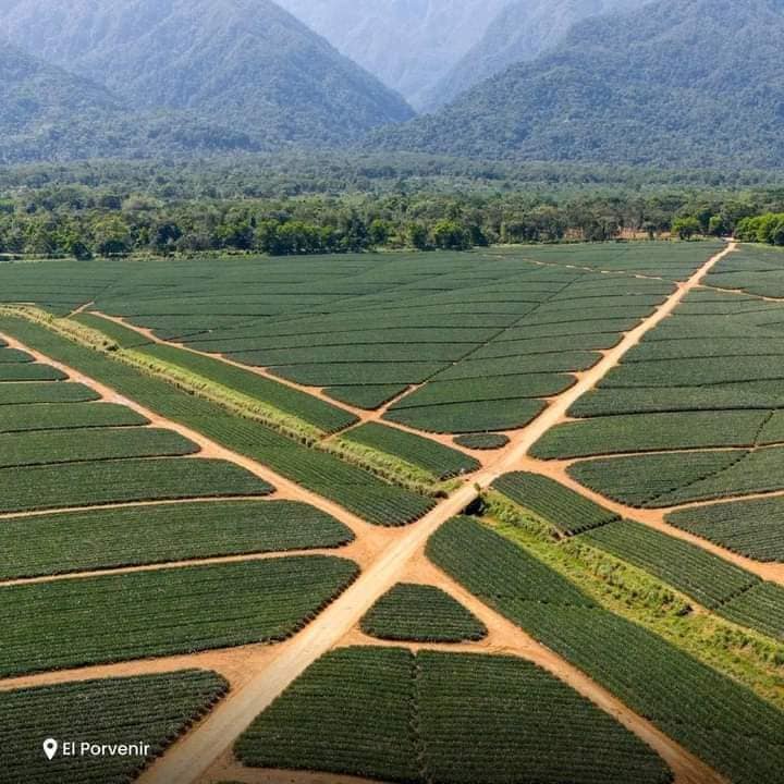 Honduras🇭🇳 Cultivos... - República Federal de Centroamérica