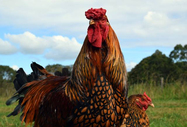 Northern Rivers Poultry
