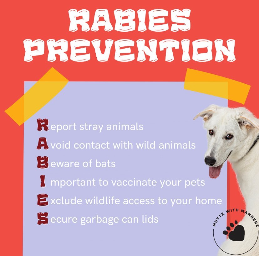 World Rabies Day Today is aimed at... - Muttz with Mannerz | Facebook