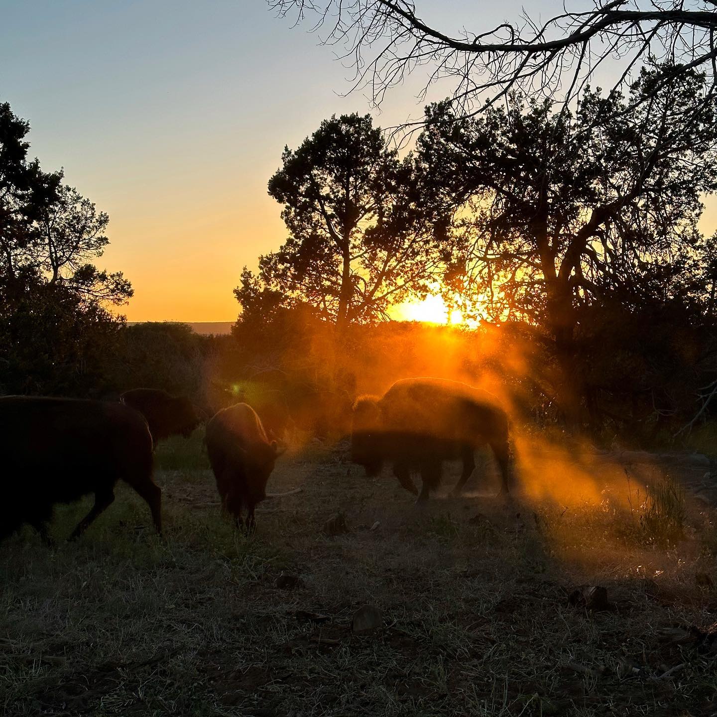 Murphy Legacy Bison | Hesperus CO