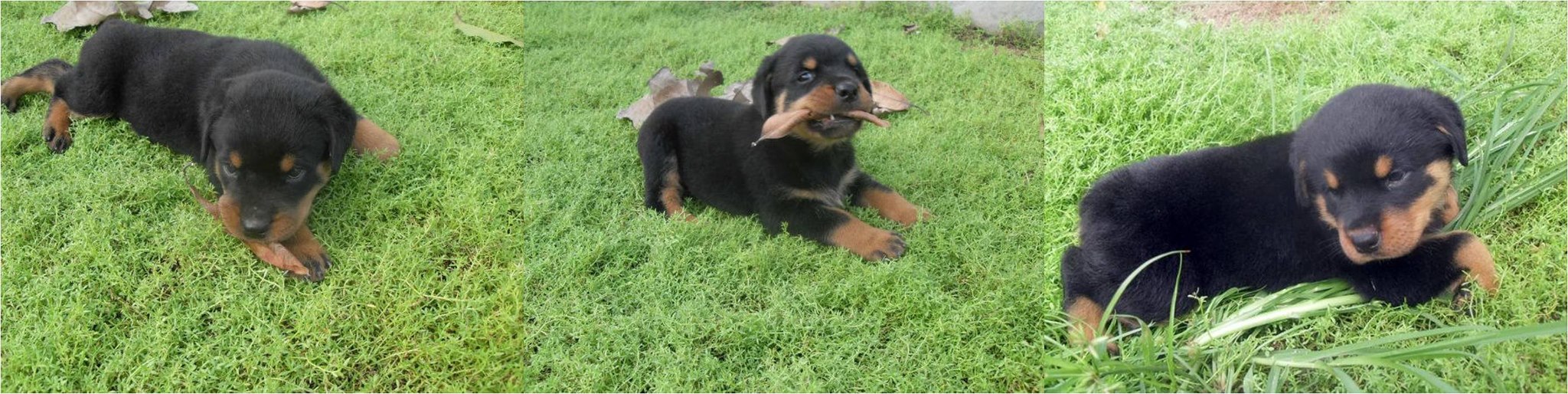 Rottweiler & Scottish Fold ฟาร์ม อุดรธานี | Udon Thani