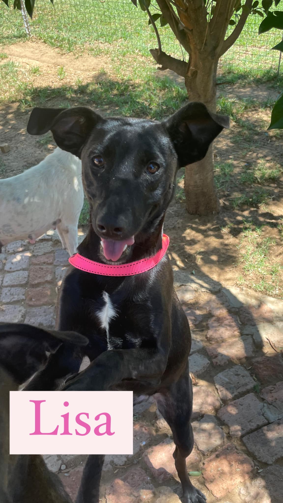 Adopt a Dog SA | Meet the 2 lab x sisters ️