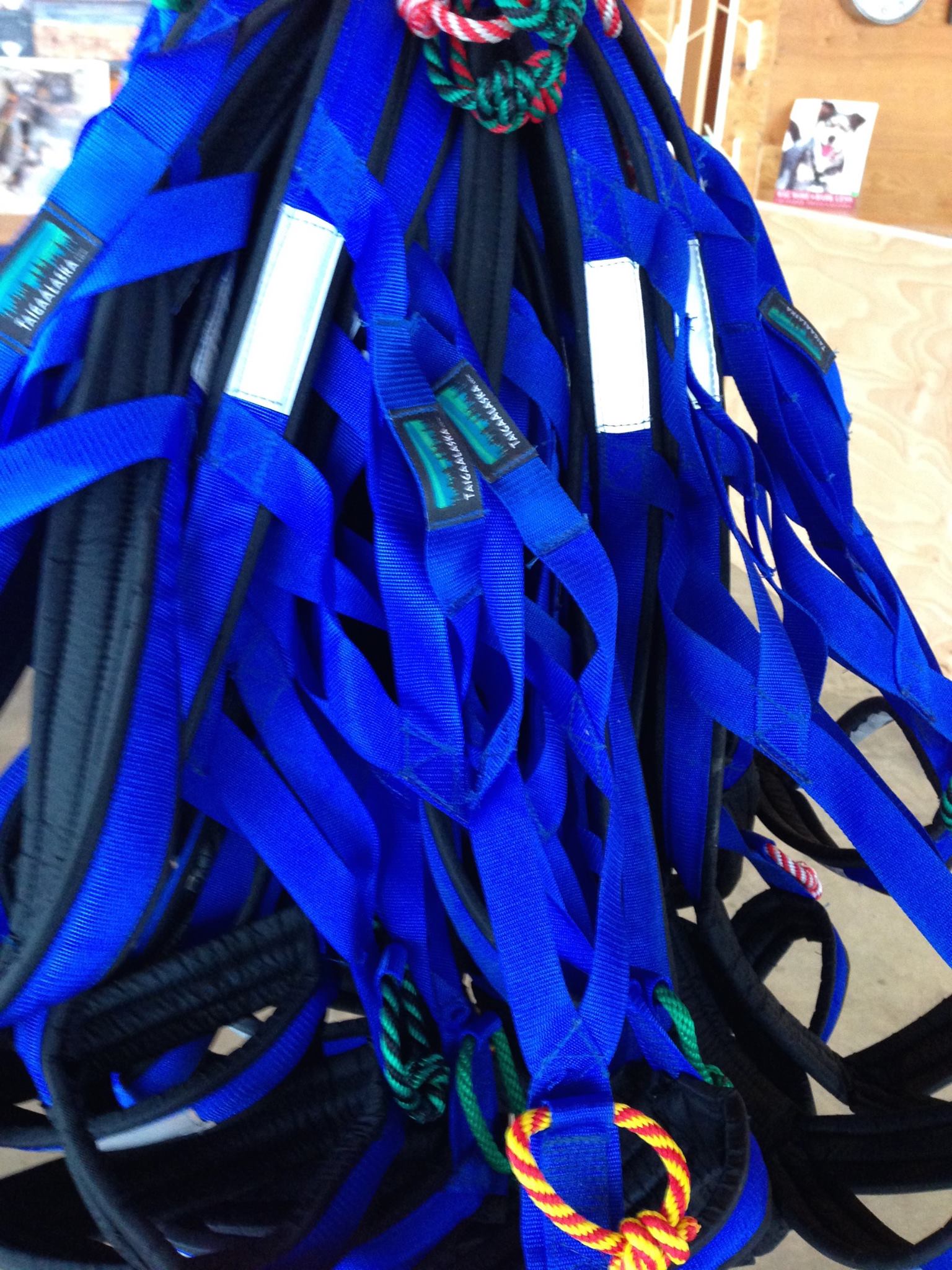 Taiga Harnesses. I... Martin Buser's Happy Trails Kennel