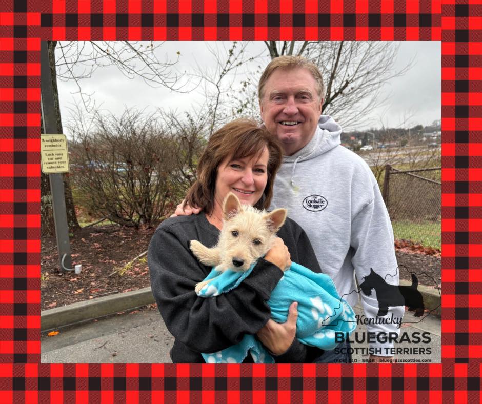 Mr. Netto went home with his... - Bluegrass Scottish Terriers | Facebook
