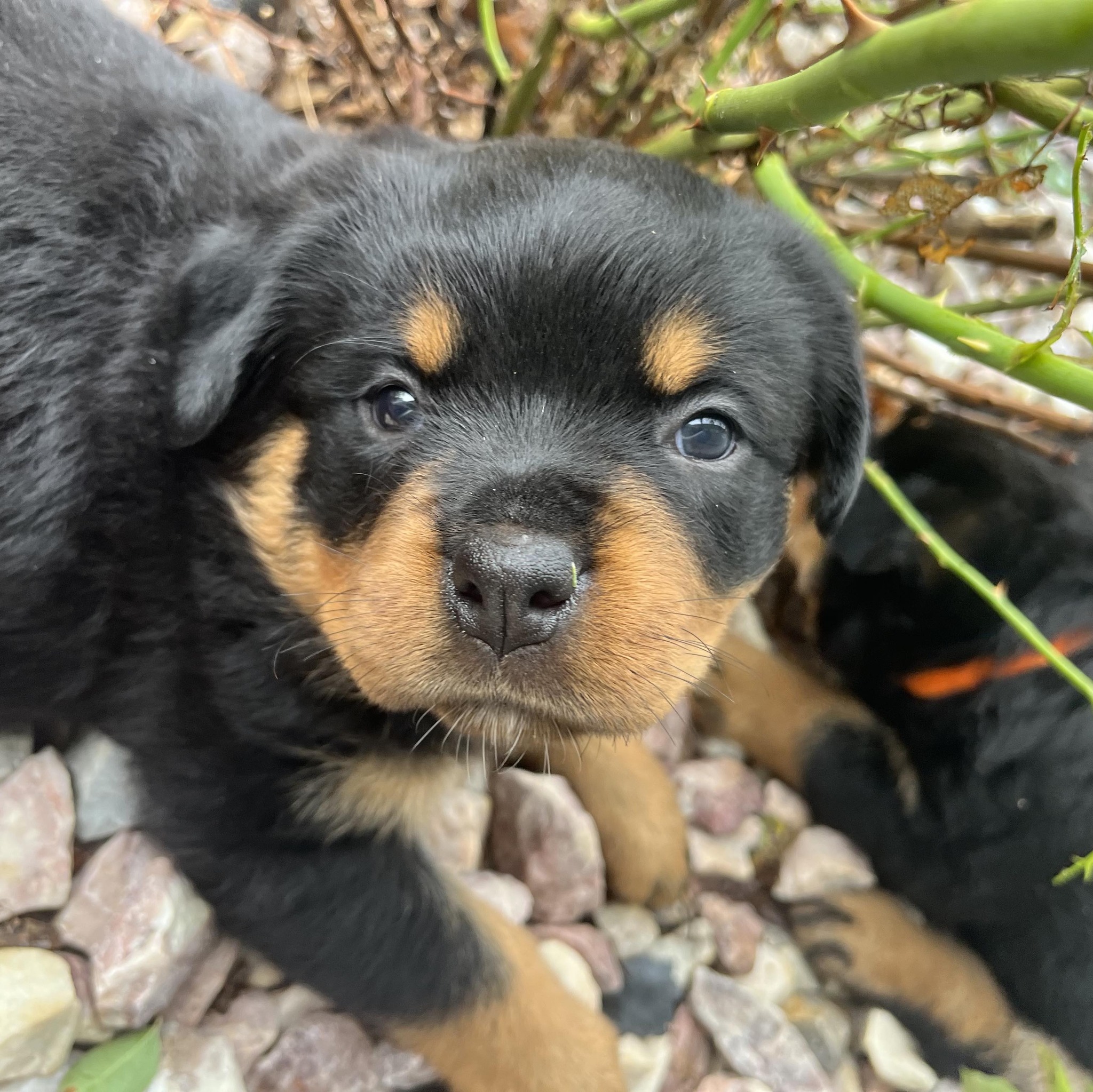 Ridge Rottweilers | Parma MI