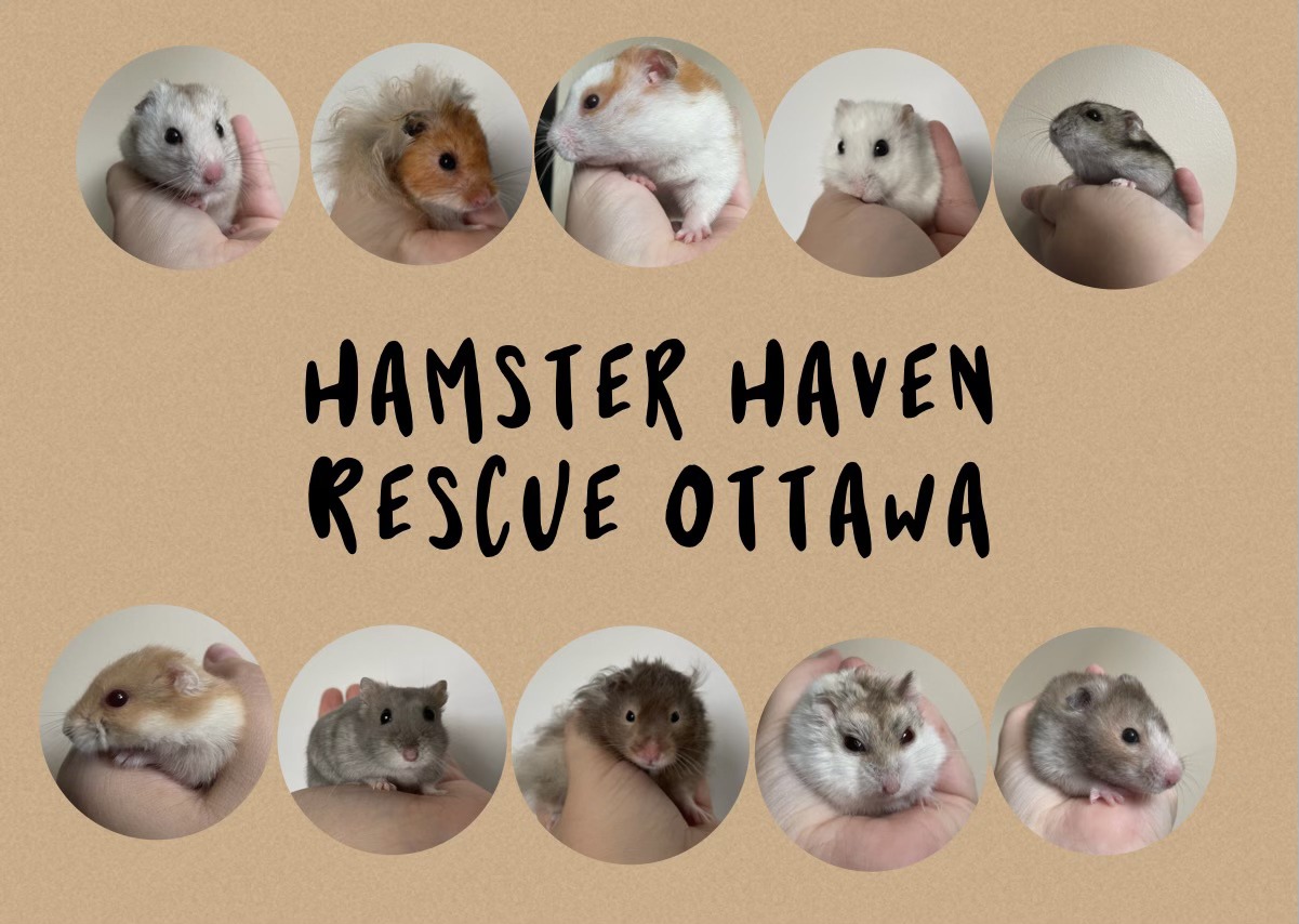 Curated visual reference: Fresh Look at Ottawa Pocket Pet Rescue