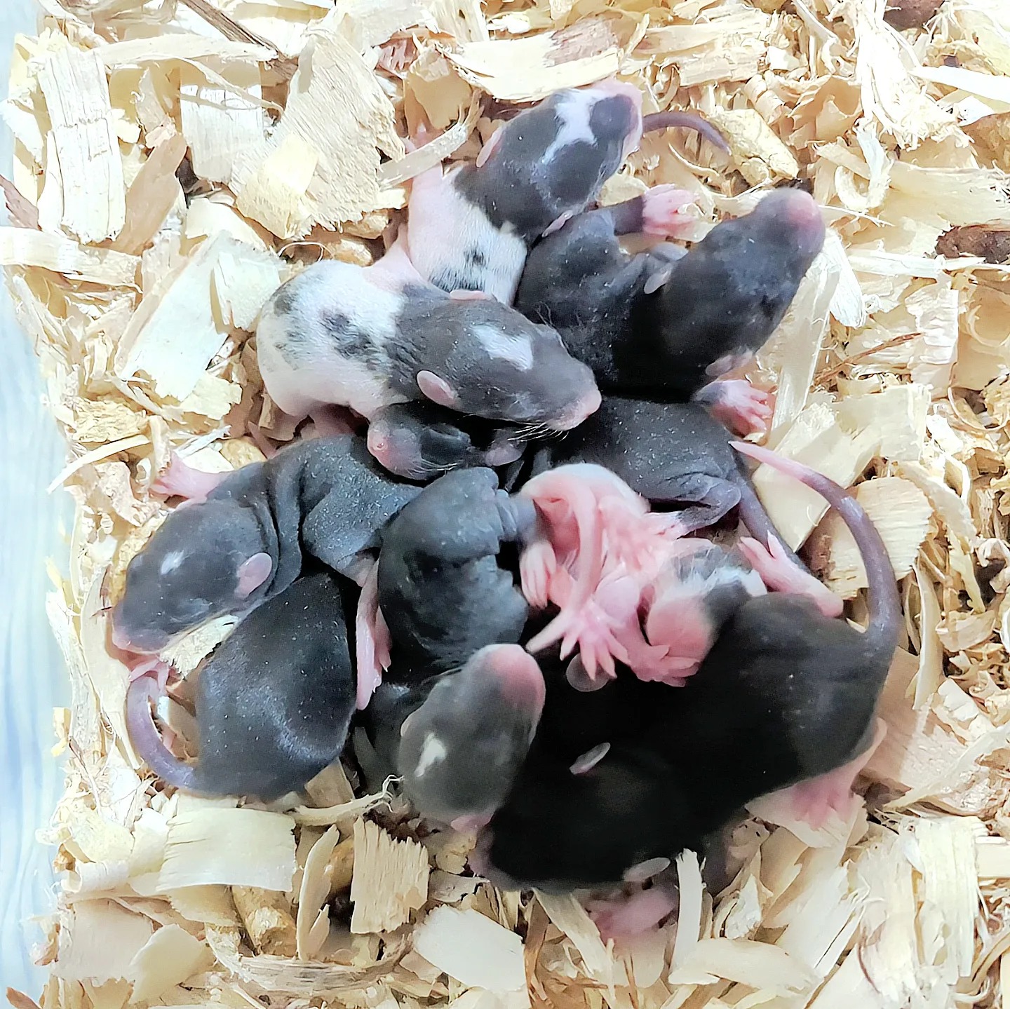 Buckingham Blue Rattery | Cleveland OH