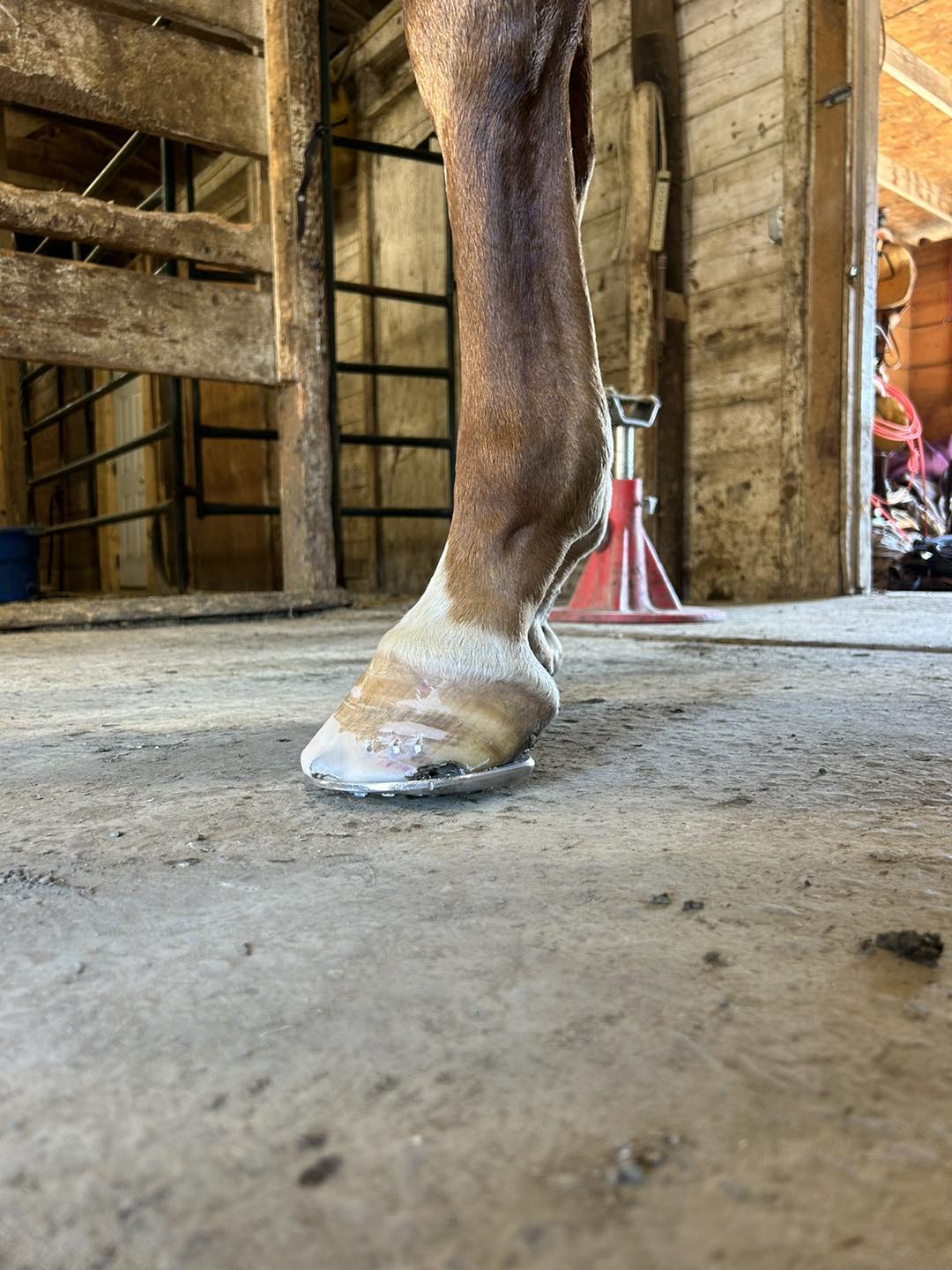 White Bear Farrier Service | Chamberlain SD