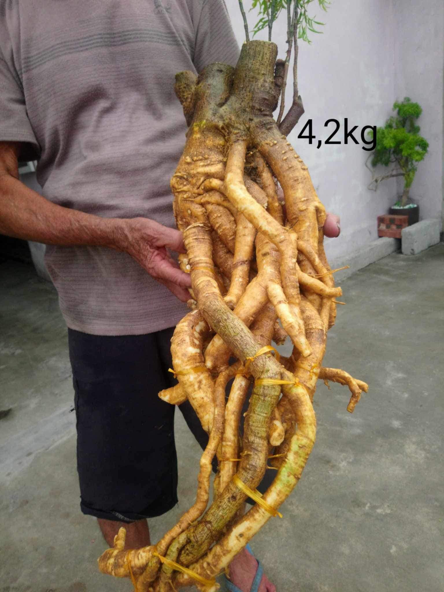 Nhà Phân Phối Dược Liệu Ngâm Riệu Hàng Rừng Giá Tận Gốc cơ sở 2