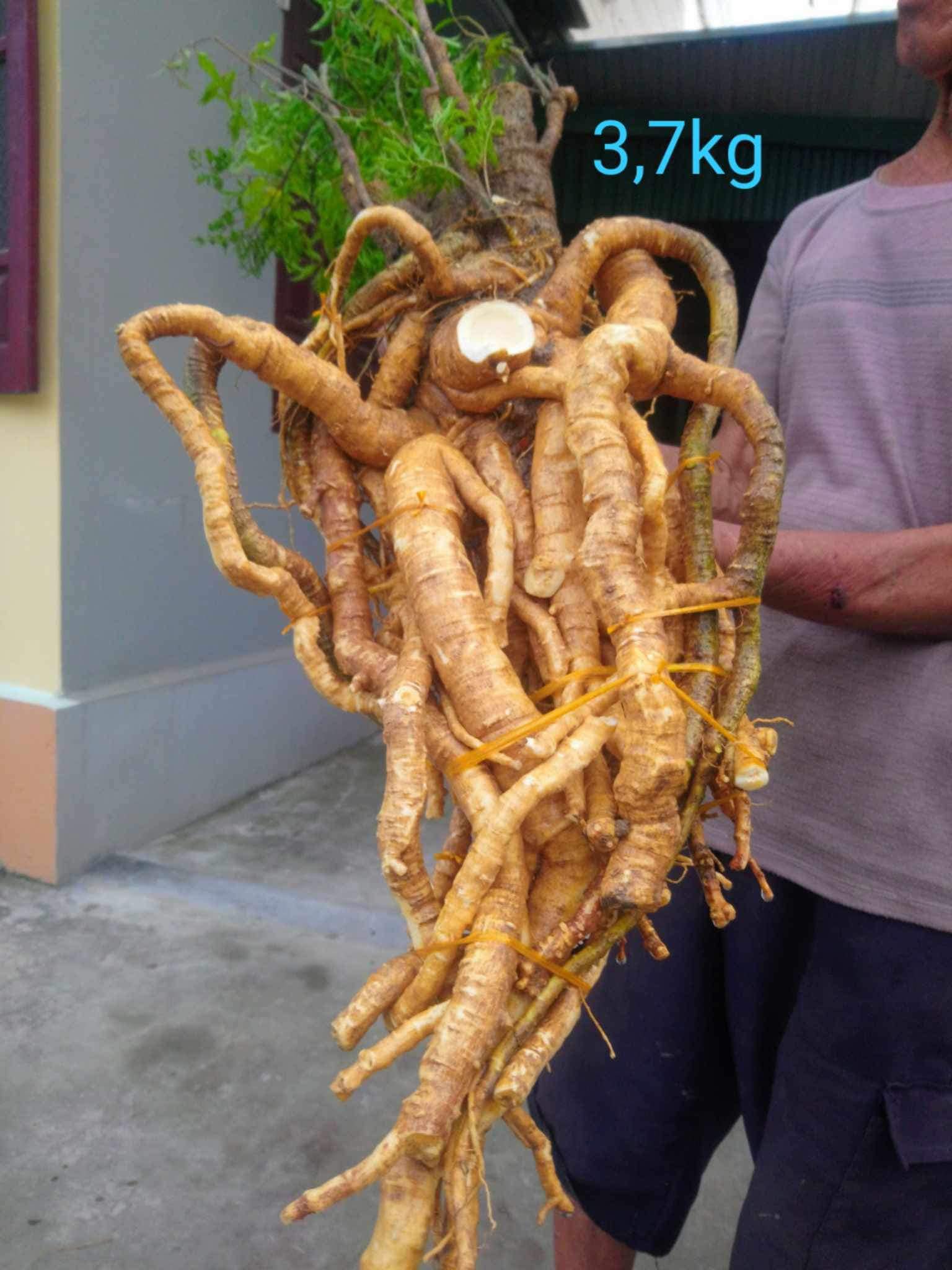 Nhà Phân Phối Dược Liệu Ngâm Riệu Hàng Rừng Giá Tận Gốc cơ sở 2