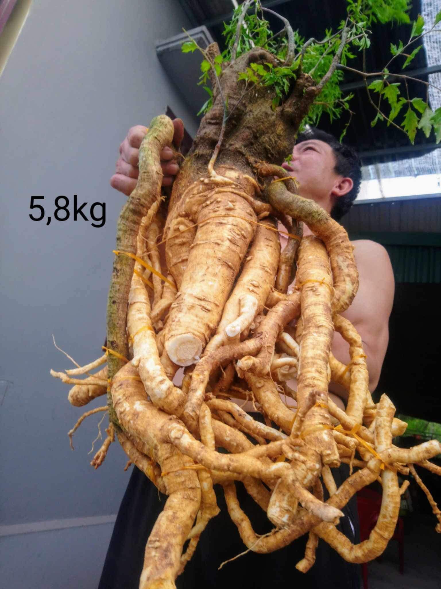 Nhà Phân Phối Dược Liệu Ngâm Riệu Hàng Rừng Giá Tận Gốc cơ sở 2