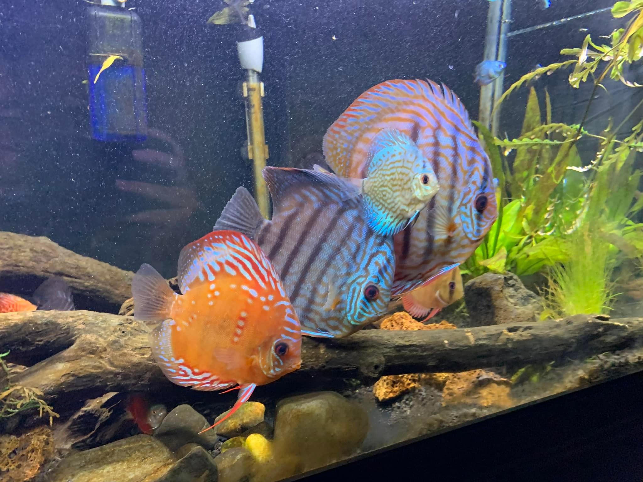 King's Discus | Seattle WA