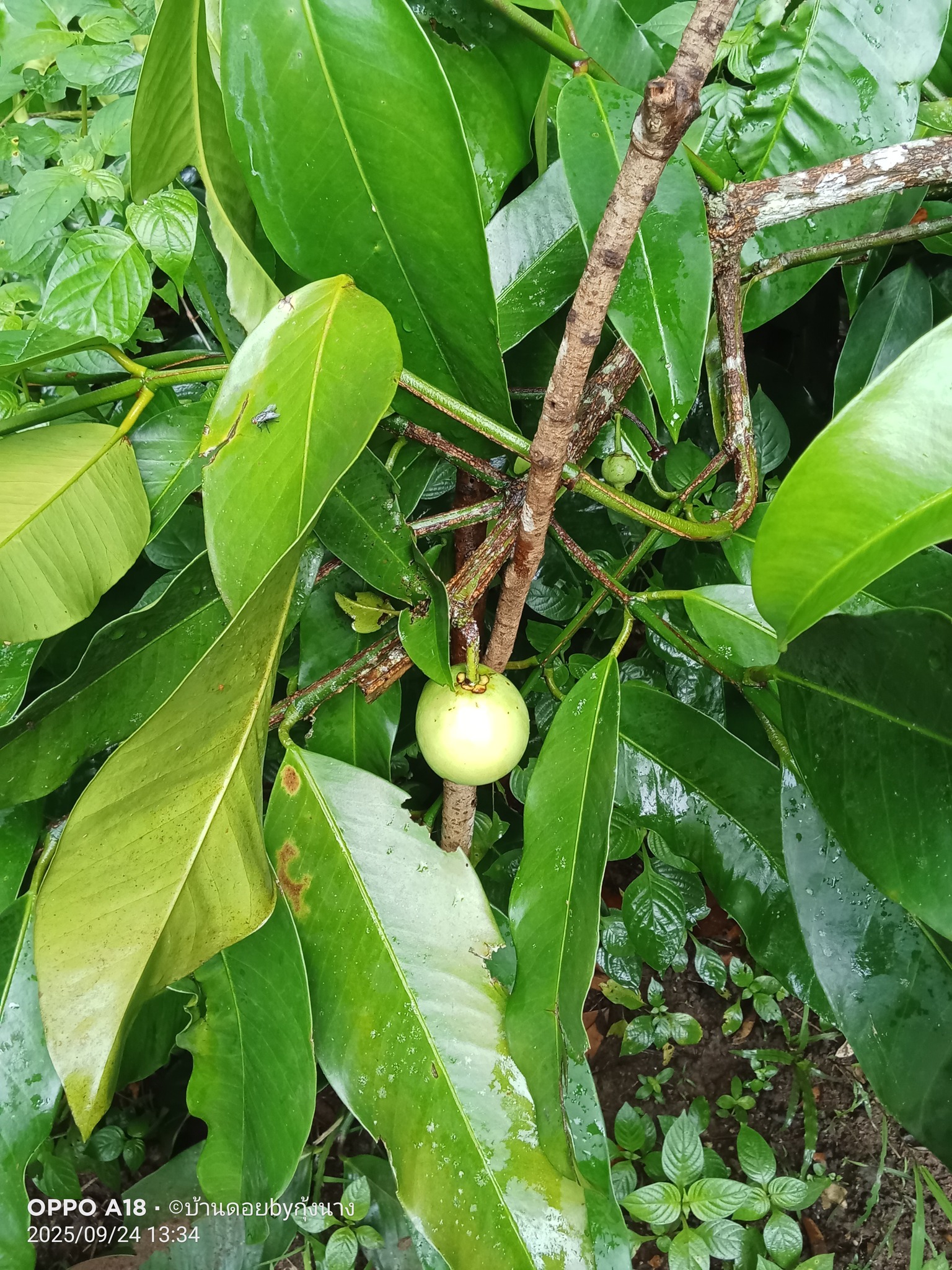 Laddawan Bykung