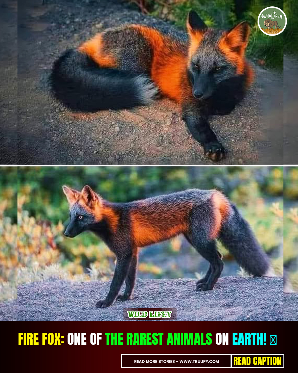 Wild - Fire Fox: One of the RAREST Animals on Earth! 📸 ️‍🔥 The Fire Fox ...