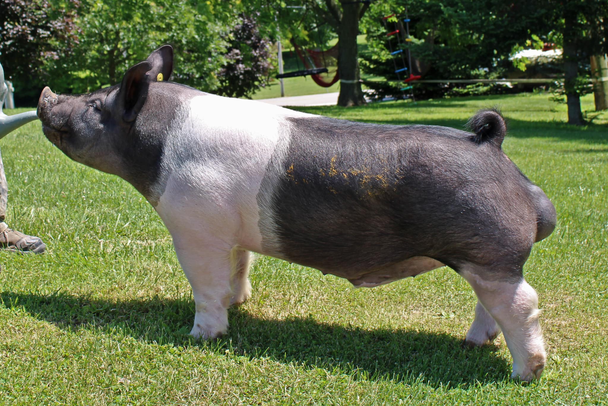Pink Lady Pigs | Orland CA