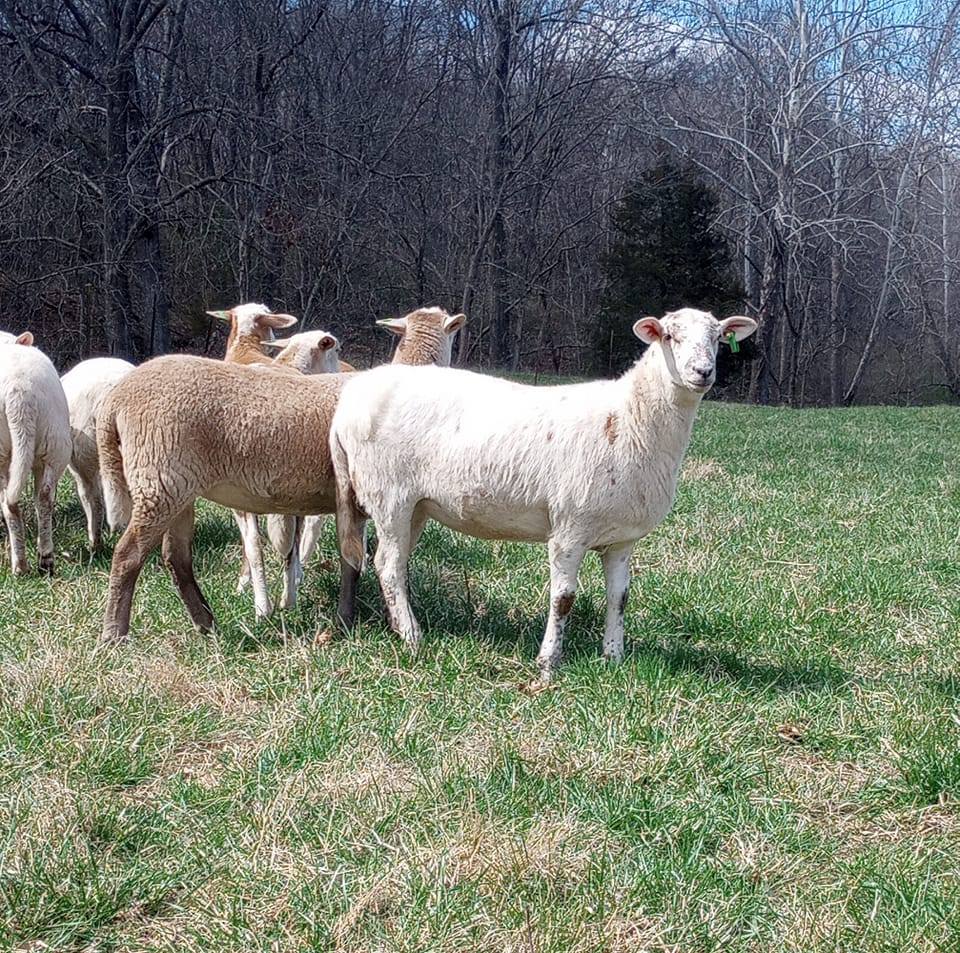 Luzon Farm - Just a preview of our fall lambs. Sired by... | Facebook