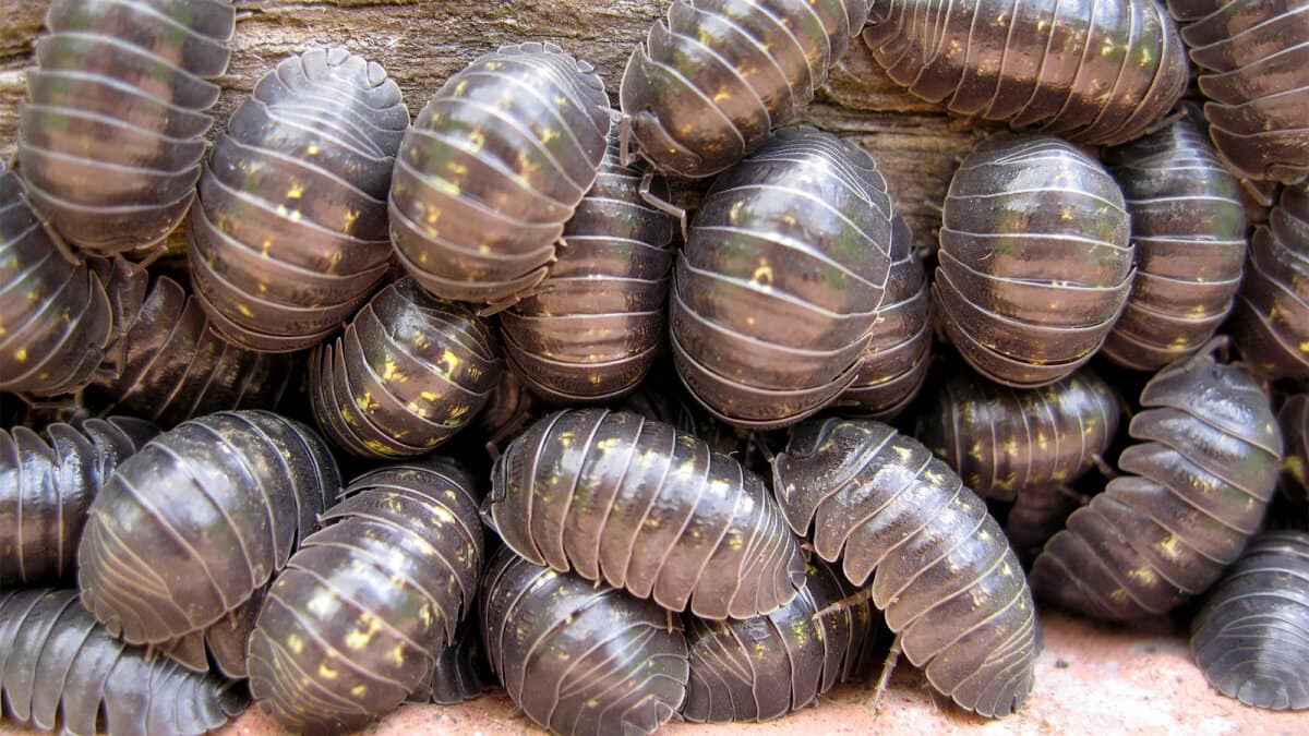 Rệp Roly-poly là những người làm vườn... - Sức Khỏe Cộng Đồng | Facebook