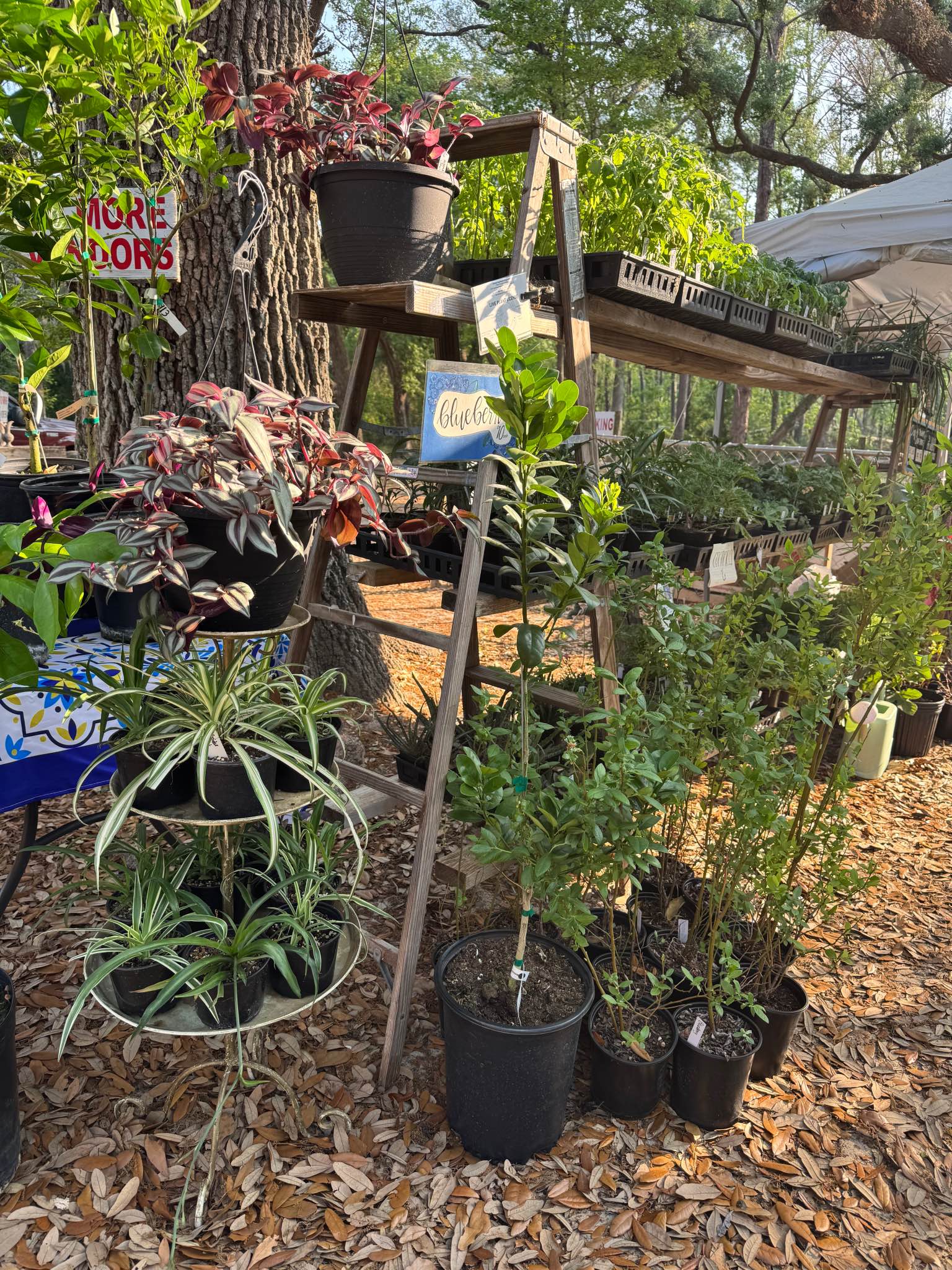 plants restocked! - Plants & Seedlings - Valdosta, Georgia | Facebook ...